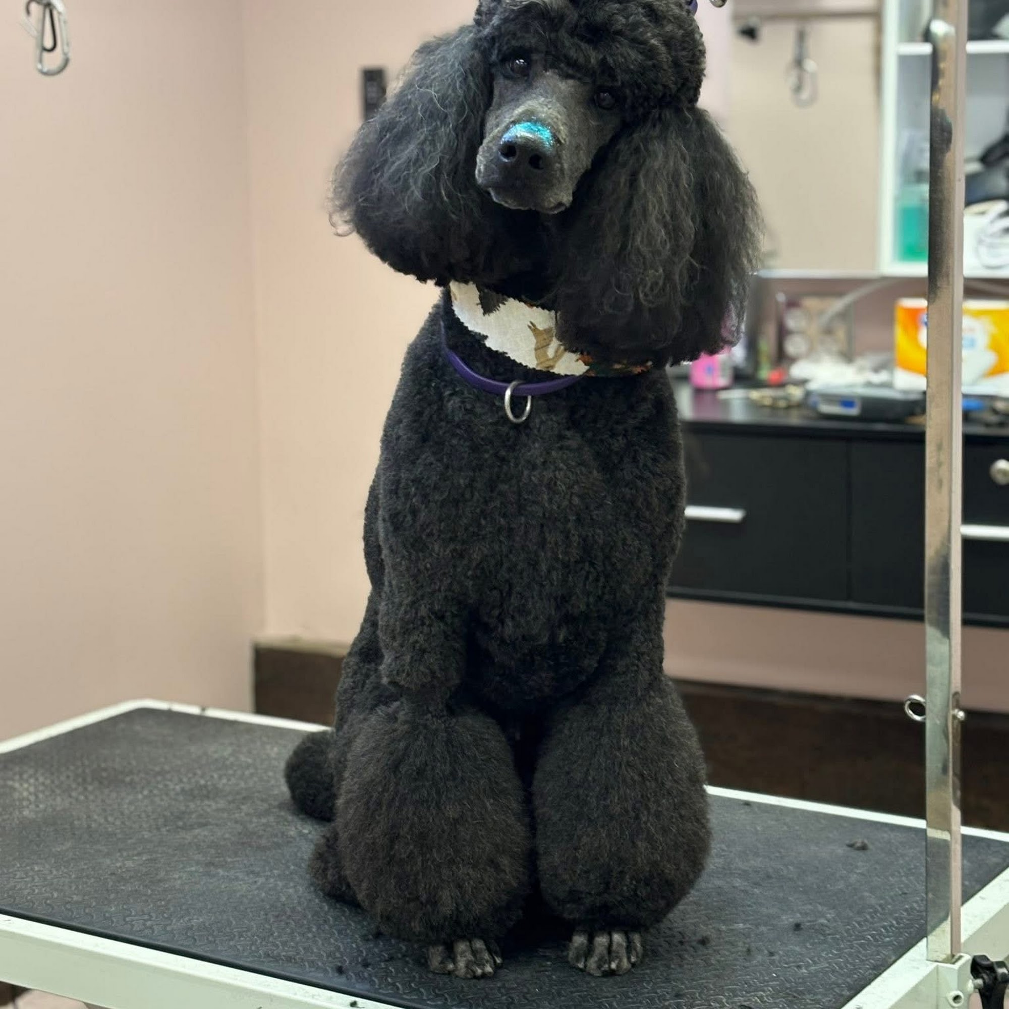 Green Dog Grooming Spa and Dog Wash York