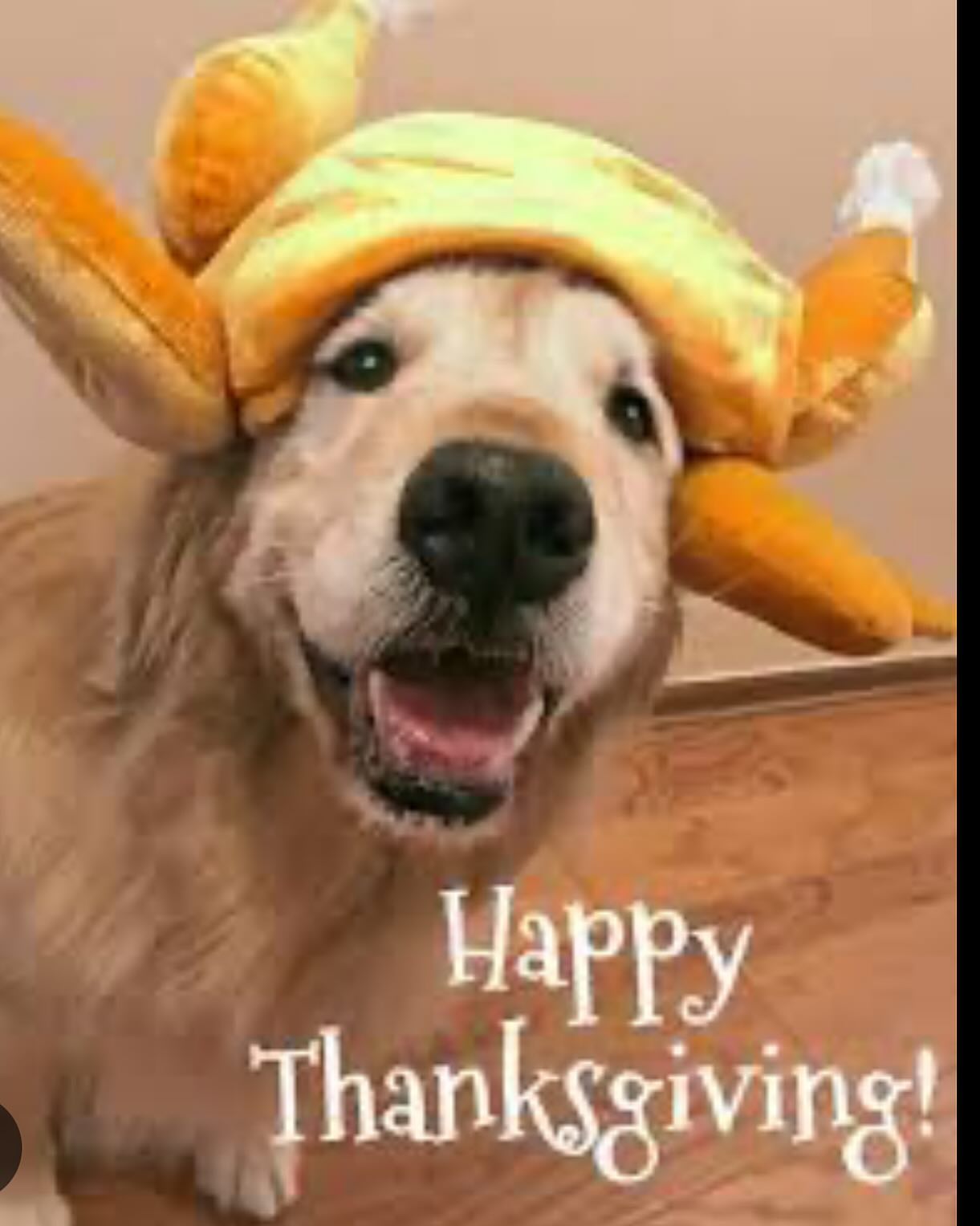 Pawtsmouth Grooming Salon York