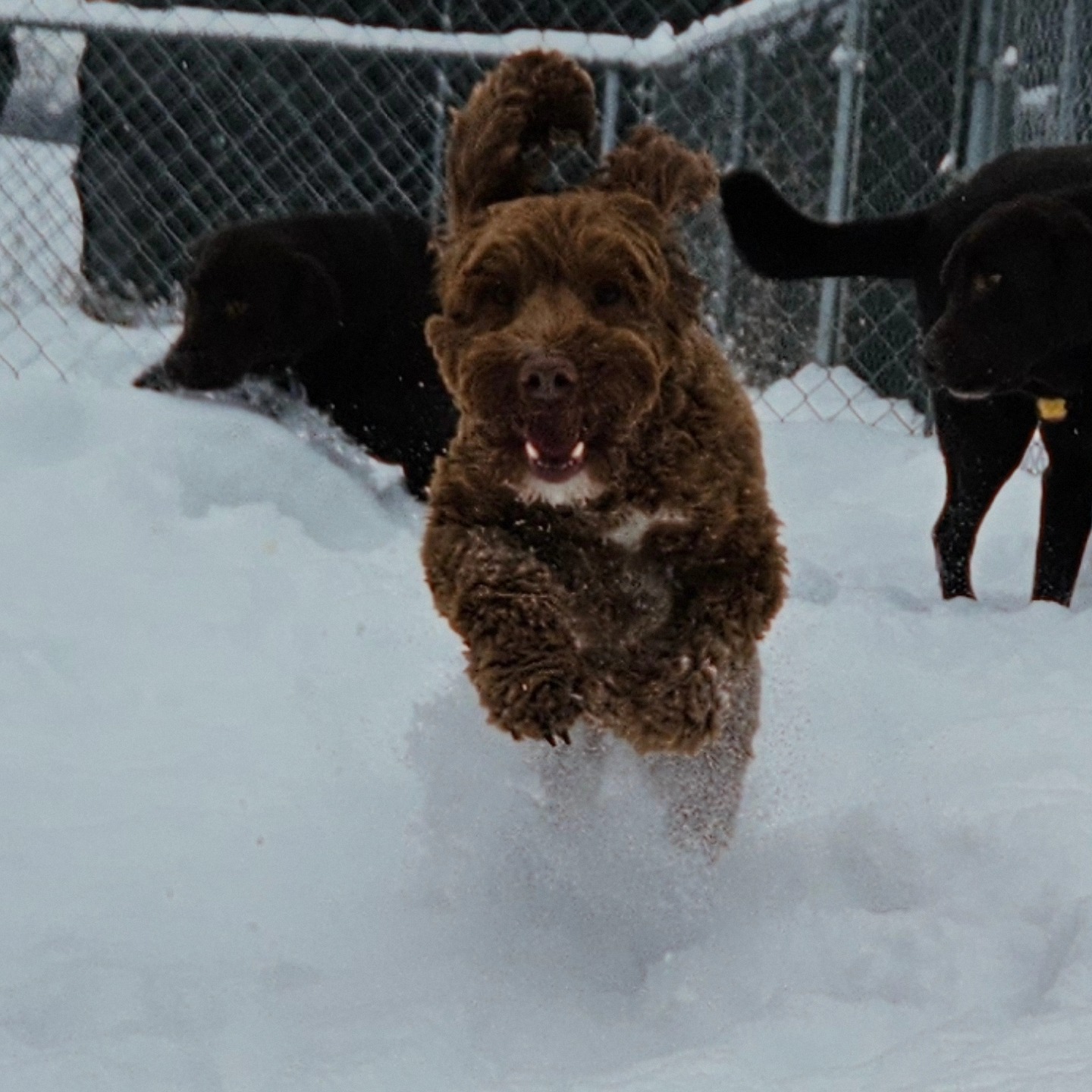 Nature of the Dog -Boarding & Daycare Facility Ada