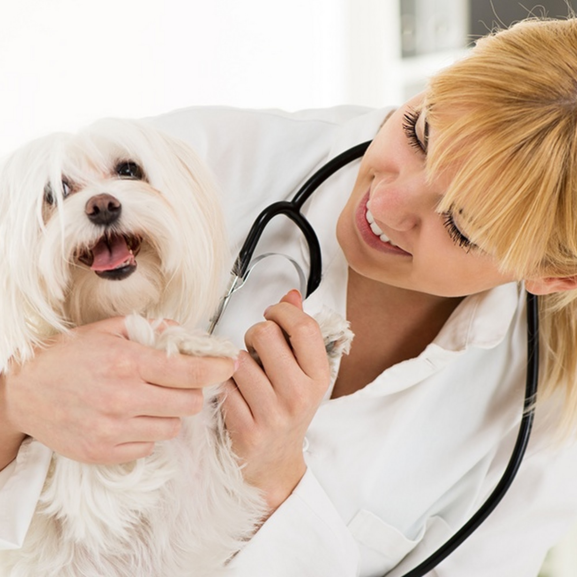 Main Veterinary Pc has joined Adrian Animal Clinic Adrian