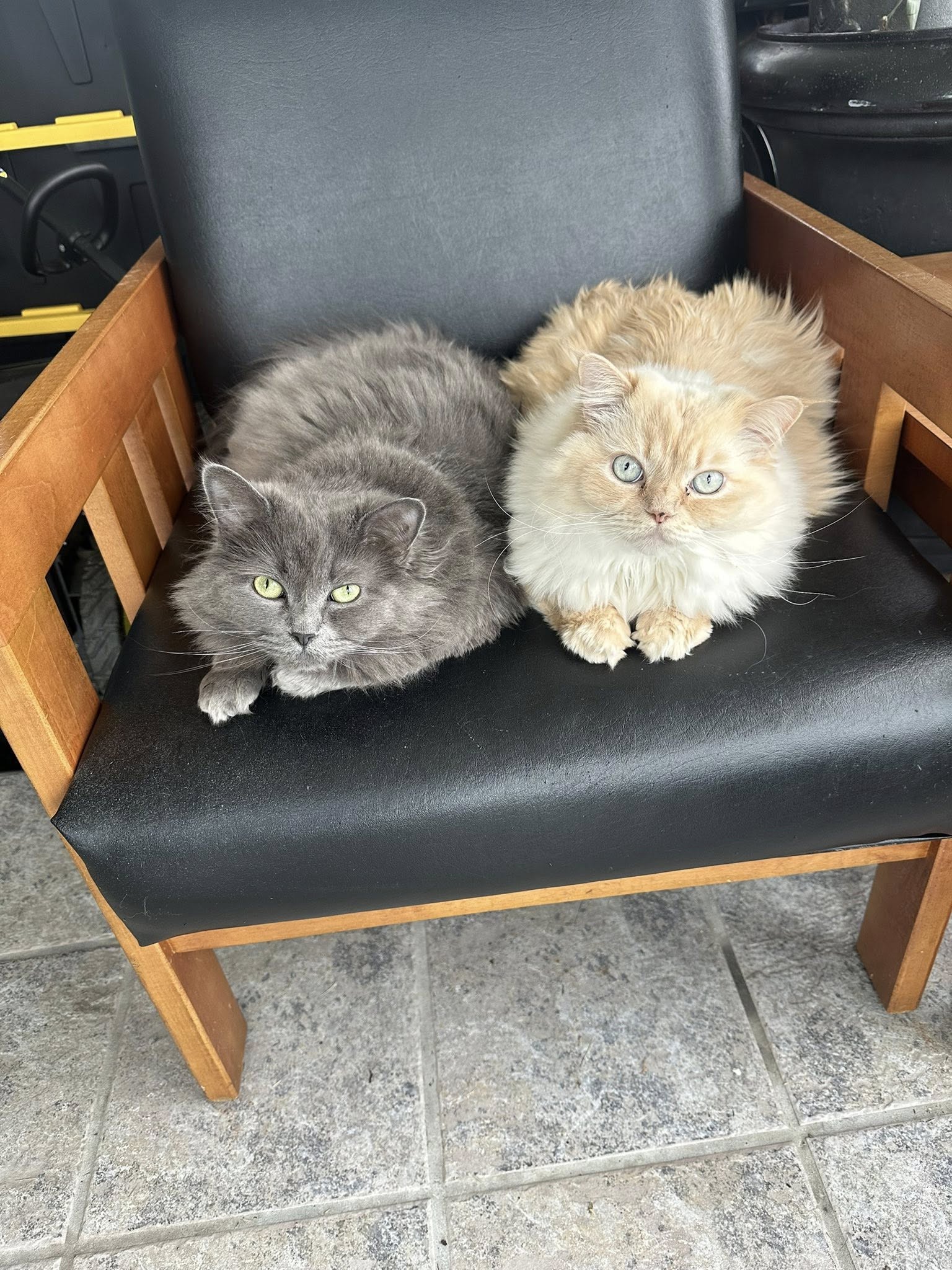 Pretty Paws Pet Grooming Adrian