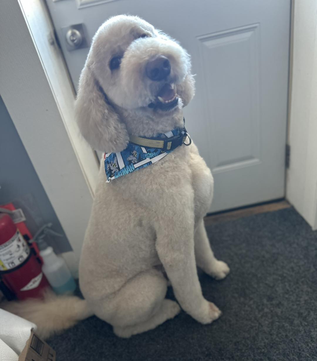 Pretty Paws Pet Grooming Adrian