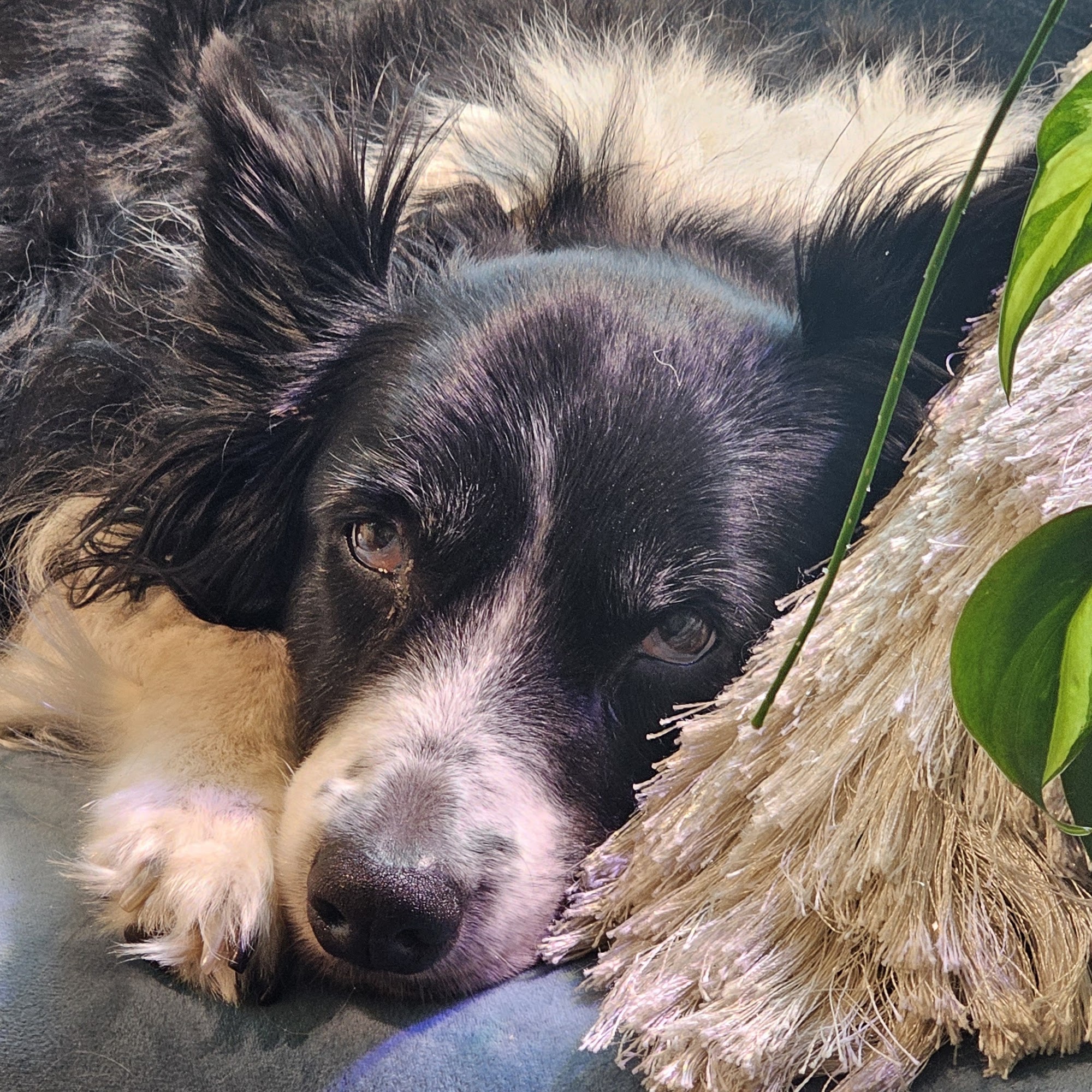 Maple River Animal Clinic Alanson