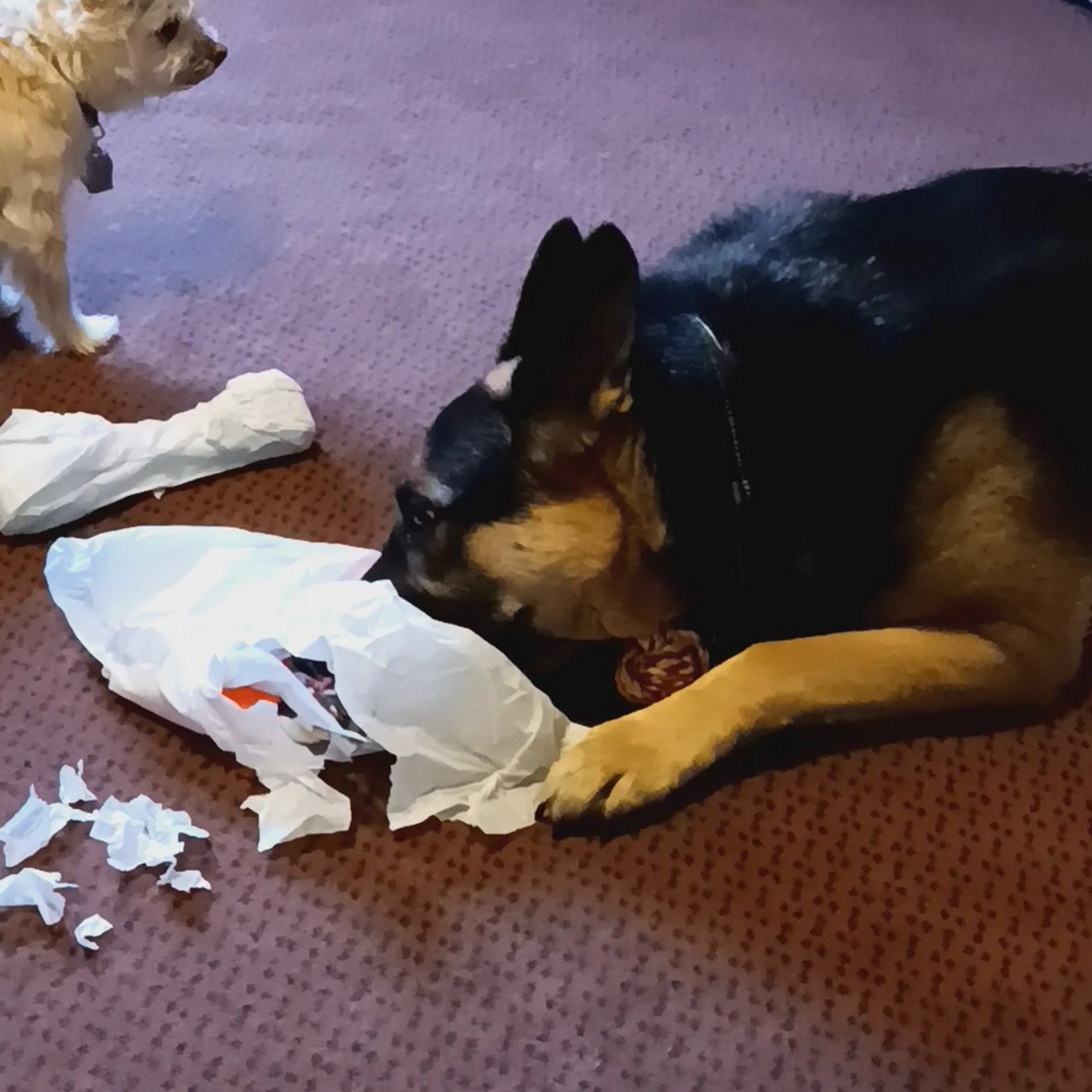 Irwin Avenue Animal Hospital Albion