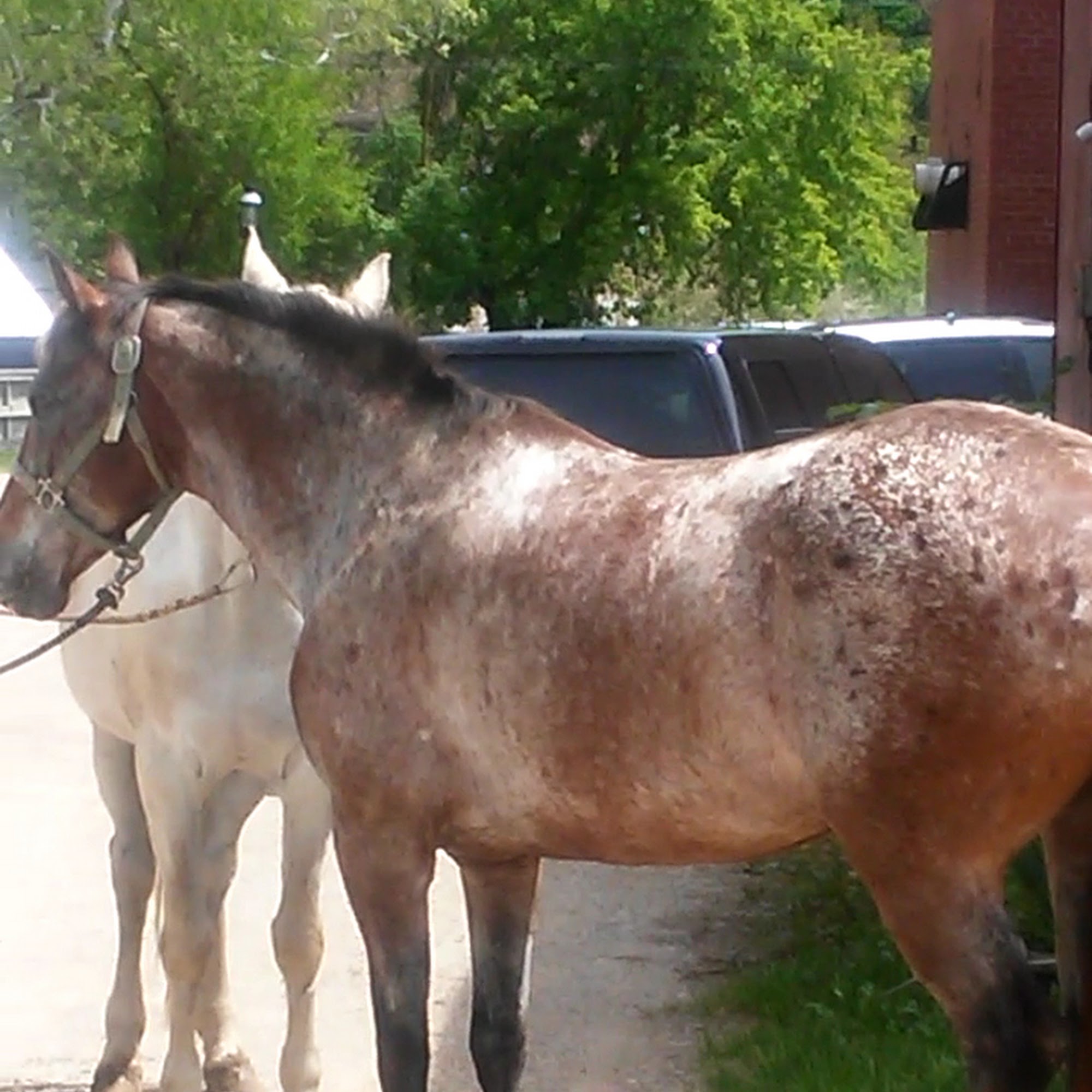 Allegan Veterinary Clinic Allegan