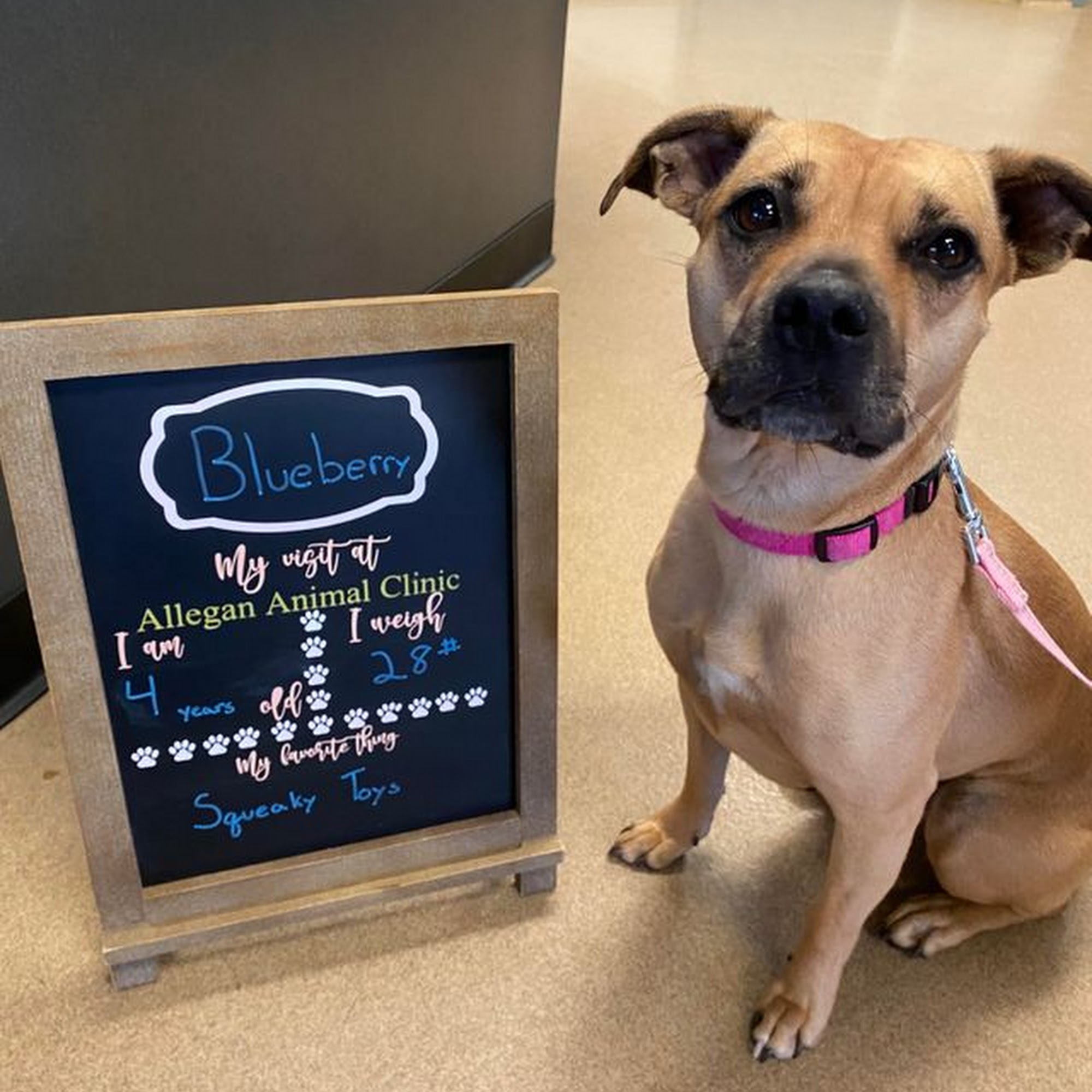 Allegan Animal Clinic Allegan