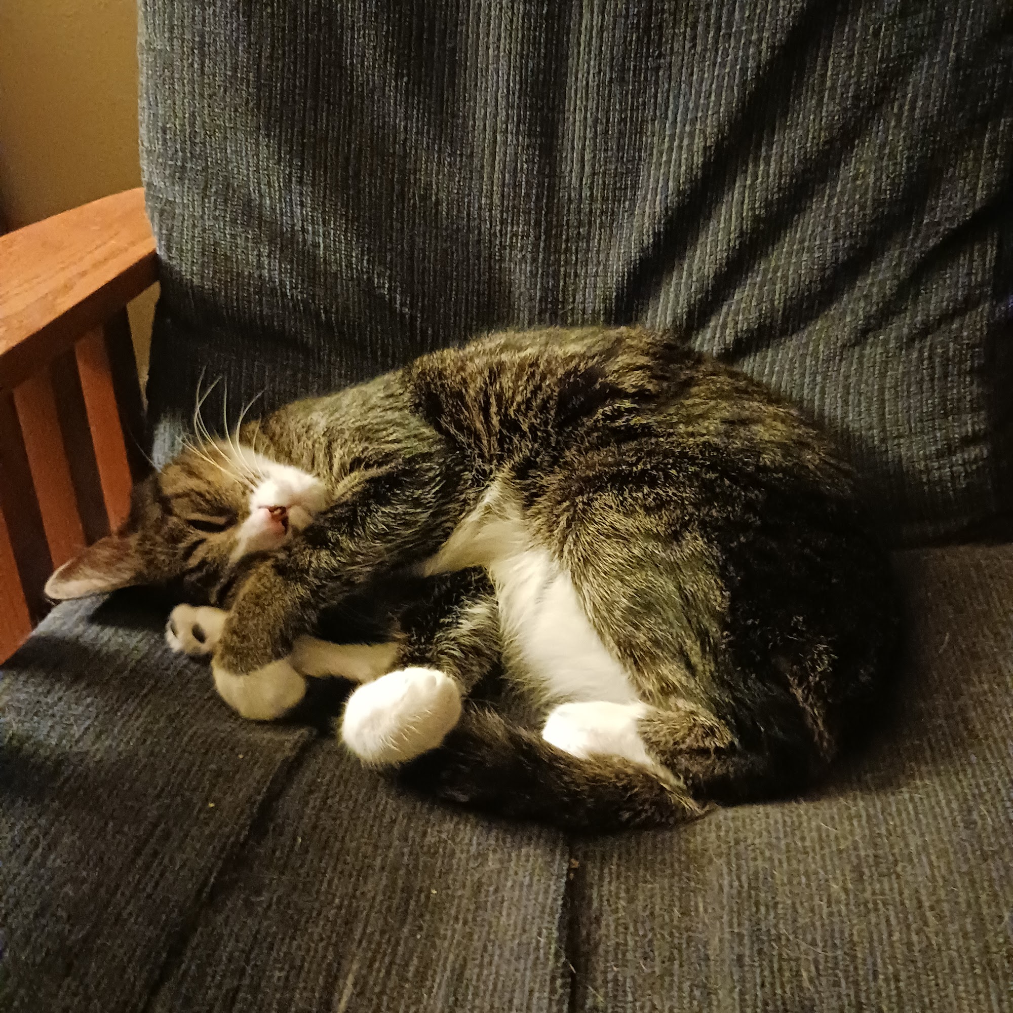 Town & Country Veterinary Hospital Allegan