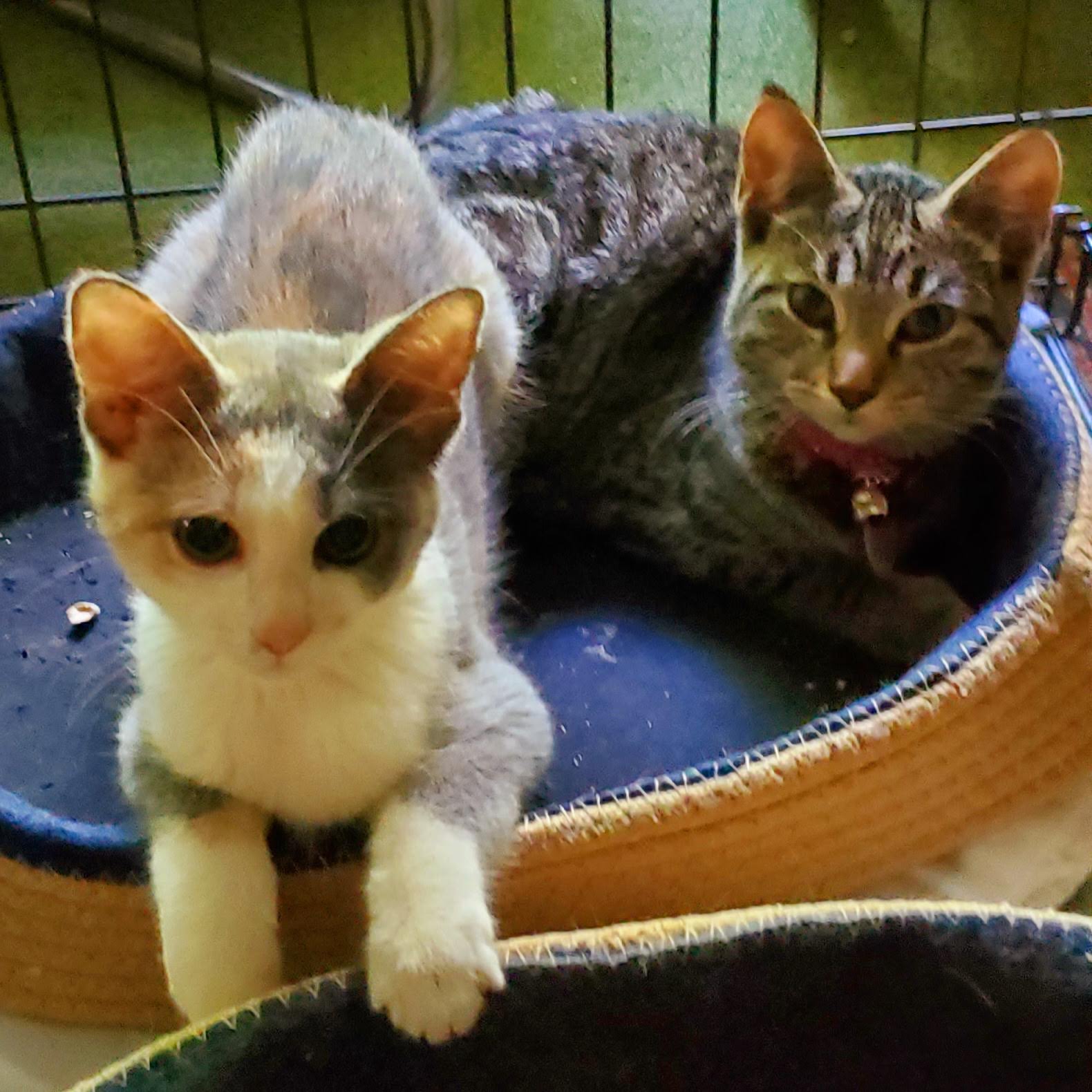 Allegan County Animal Shelter Allegan