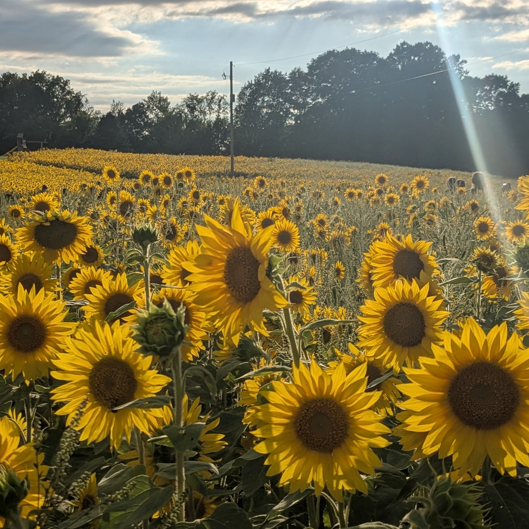 Gorby Sunflowers Allegan