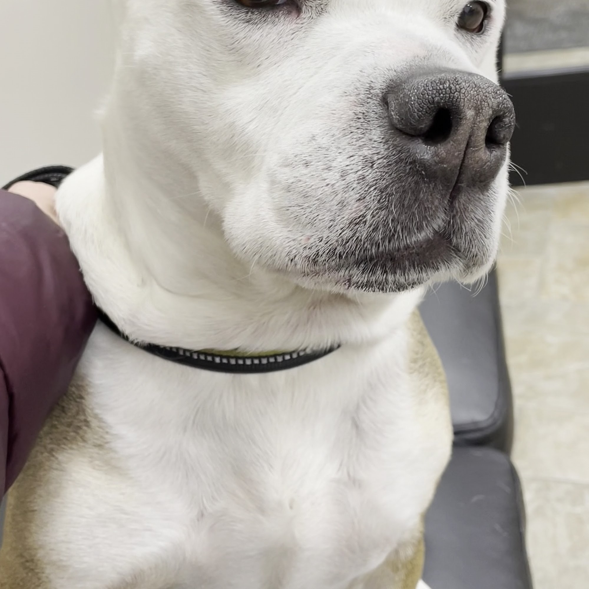 Affiliated Veterinary Emergency Service Allen Park