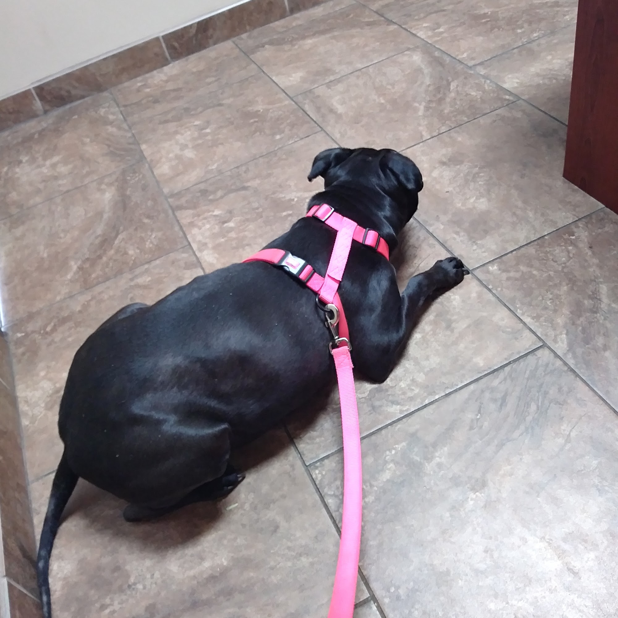 Healing Care Animal Hospital Allen Park