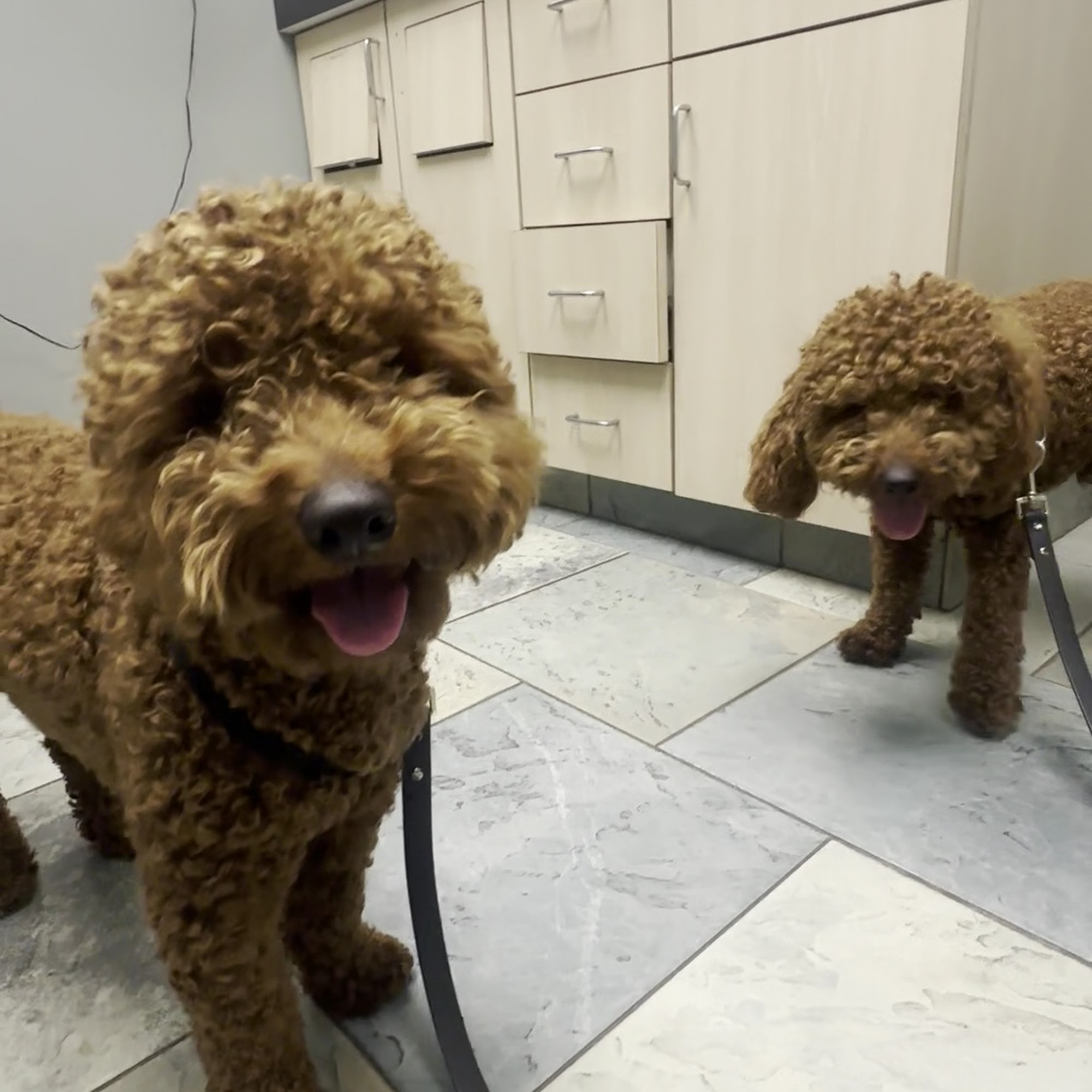 Southpointe Veterinary Hospital Allen Park