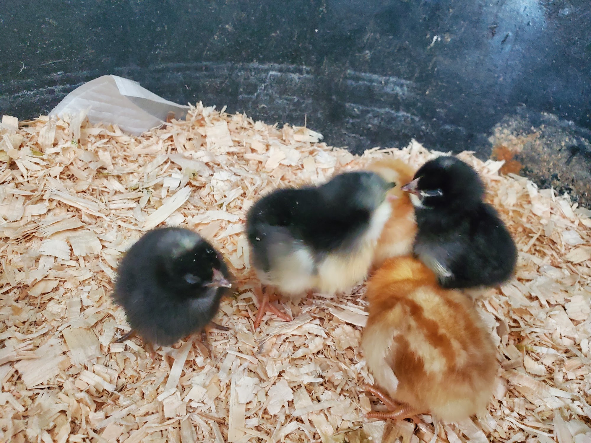 Discover the Bountiful Wonders of Family Farm And Home Alma Mi: Your One-Stop Destination for Agri-Tourism