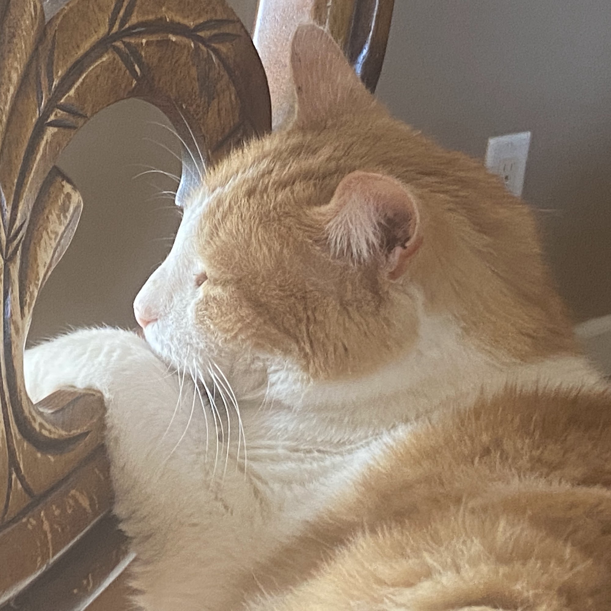 Mid Michigan Animal Clinic Alma