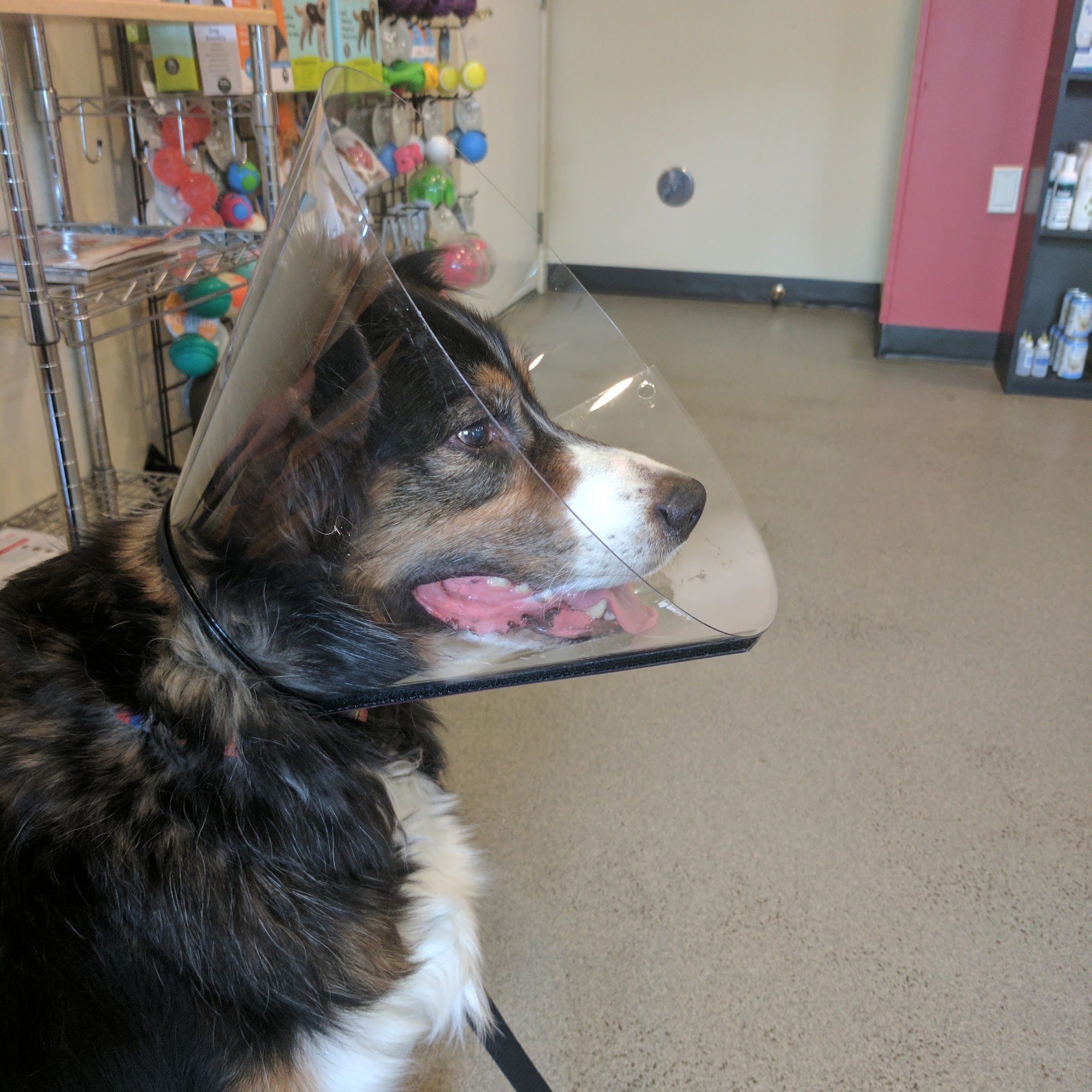 State Road Animal Hospital Alma