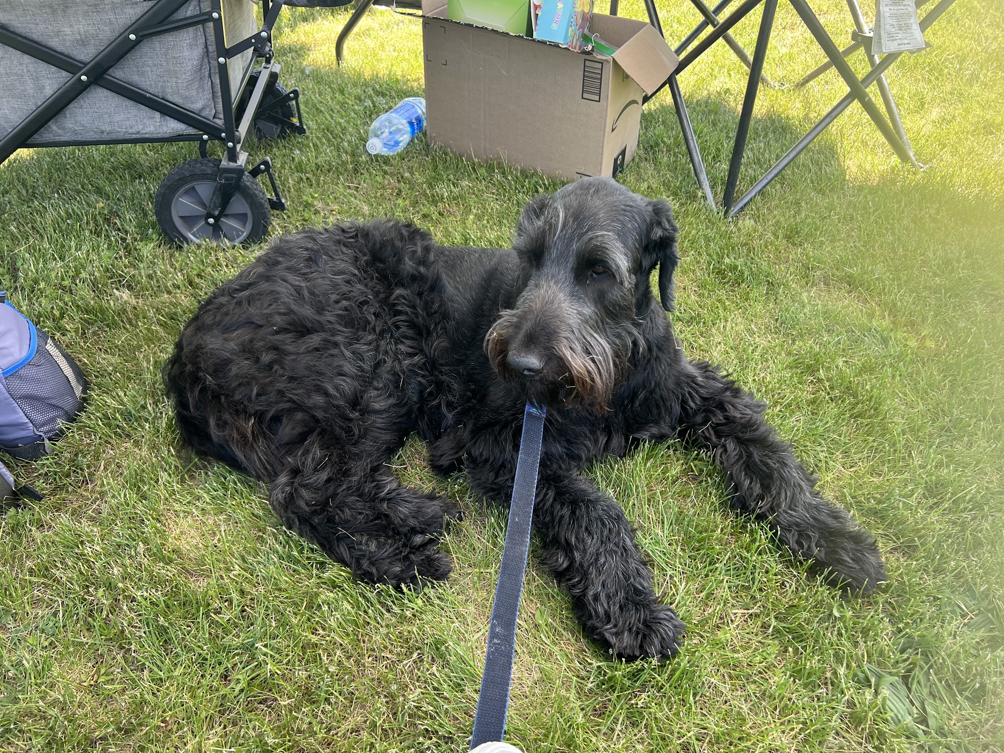 Dalis to the Rescue Alma