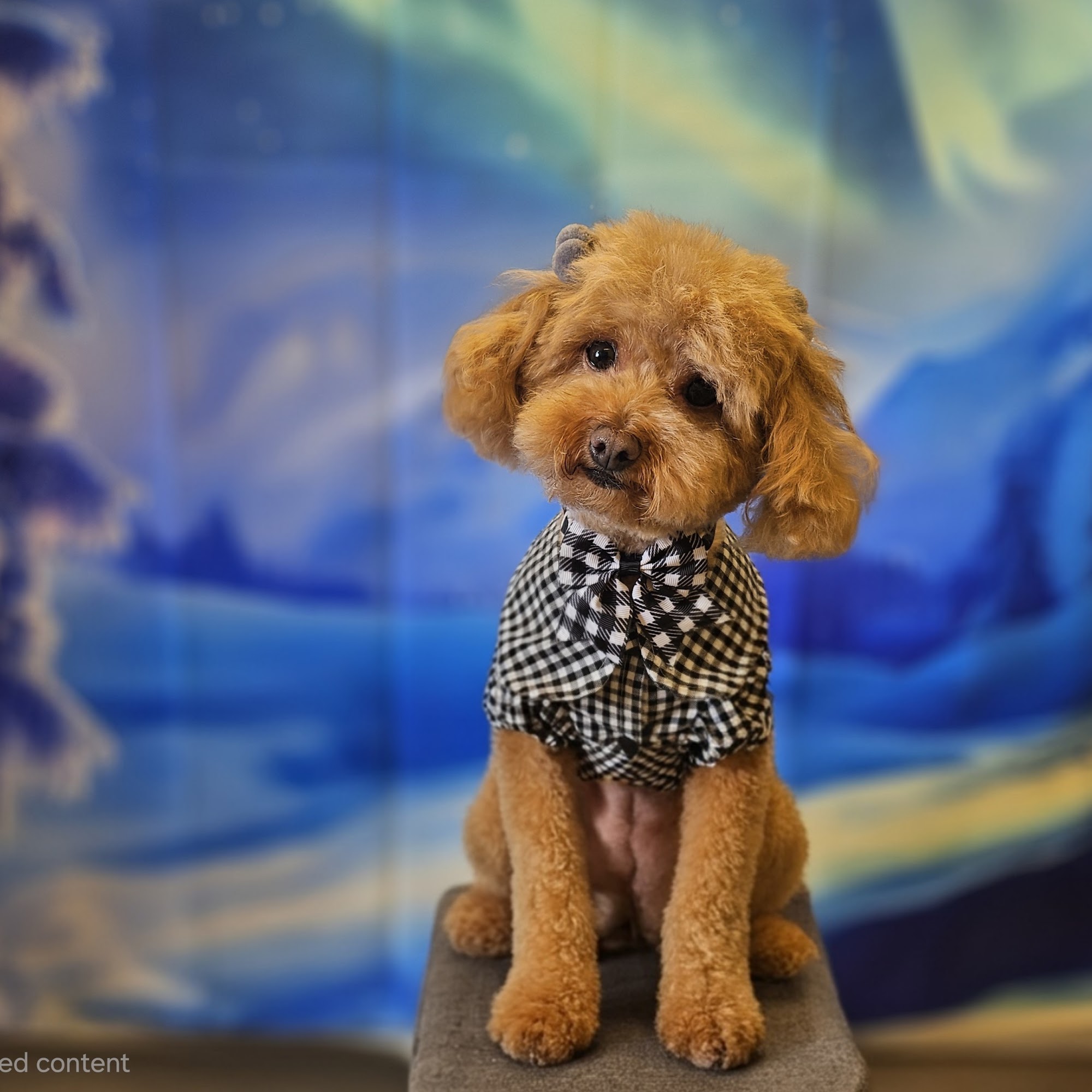 Cuts For Mutts Alpena