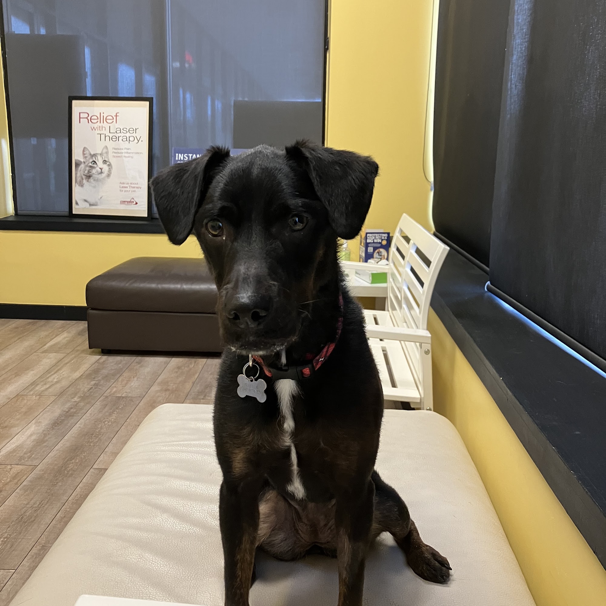 Compassionate Care Animal Hospital Ann Arbor