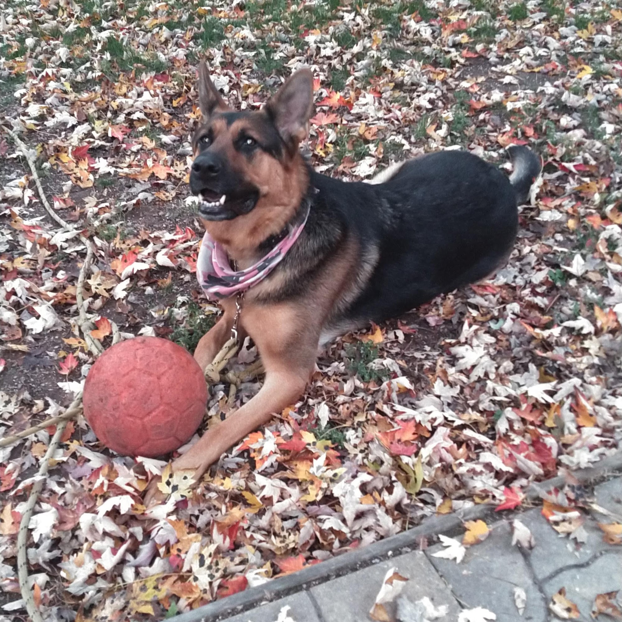 Washtenaw Veterinary Hospital Ann Arbor