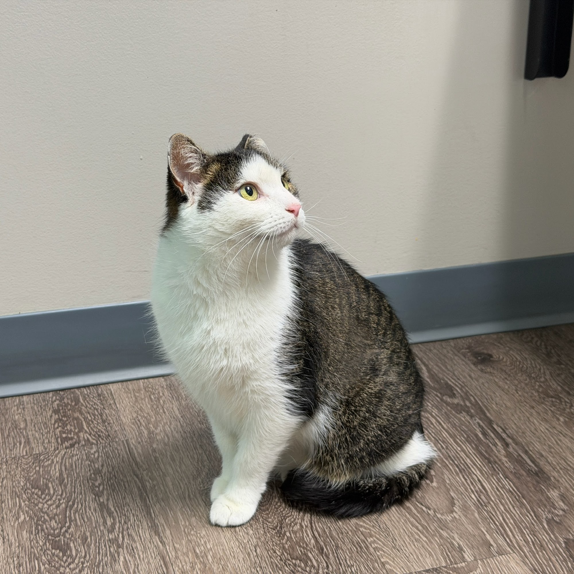 Easthaven Animal Hospital Ann Arbor