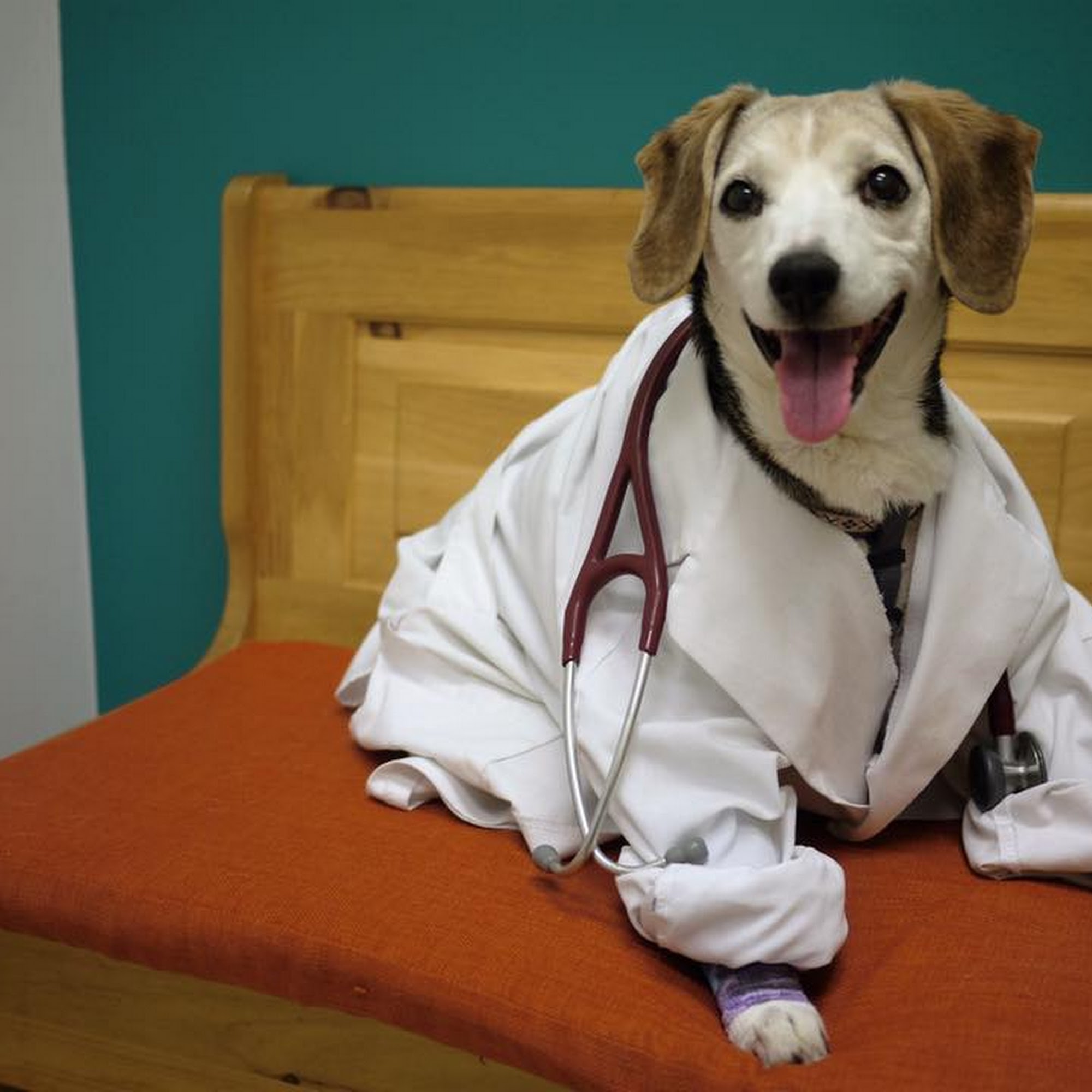 All Creatures Animal Clinic Ann Arbor