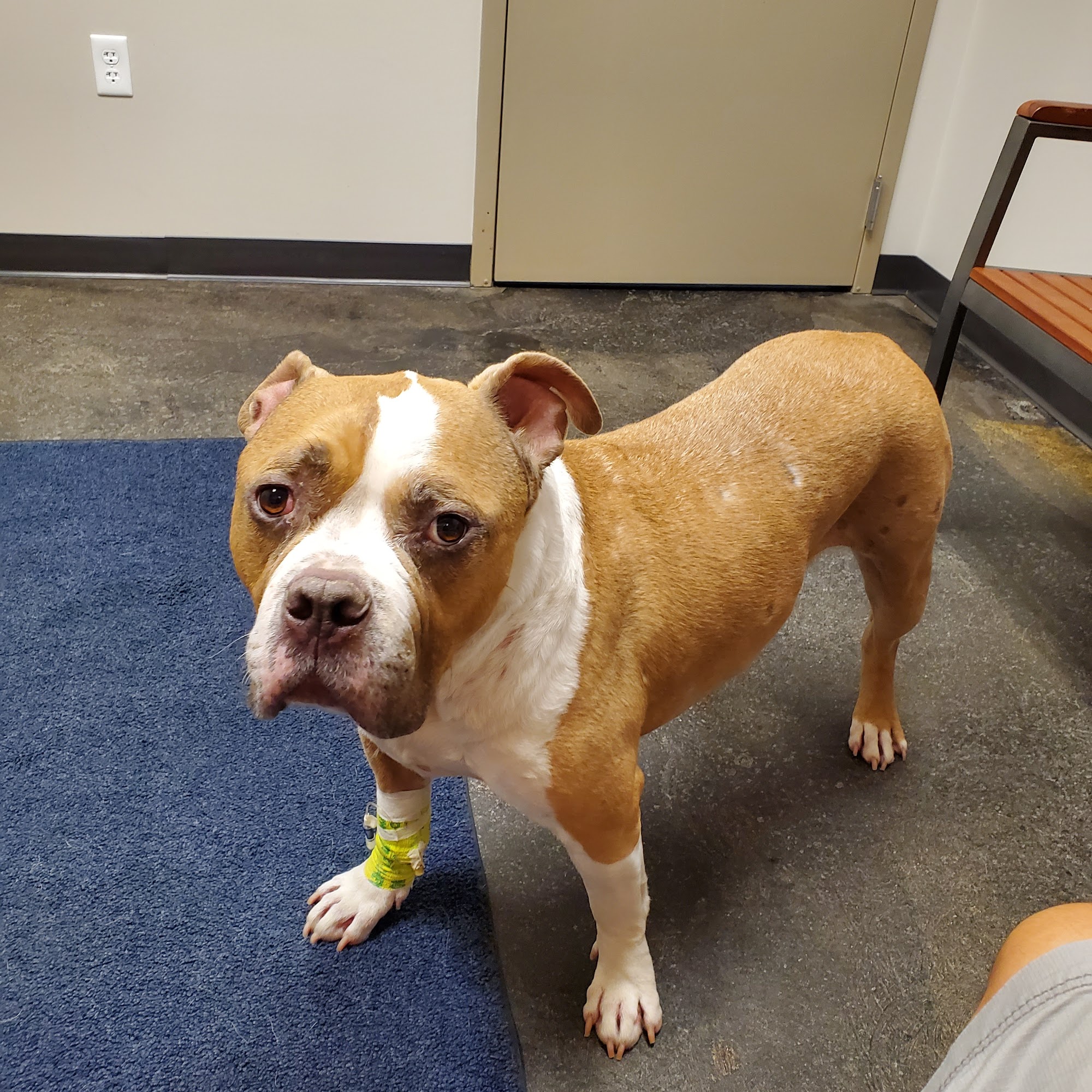 Dogwood Veterinary Referral Center Ann Arbor