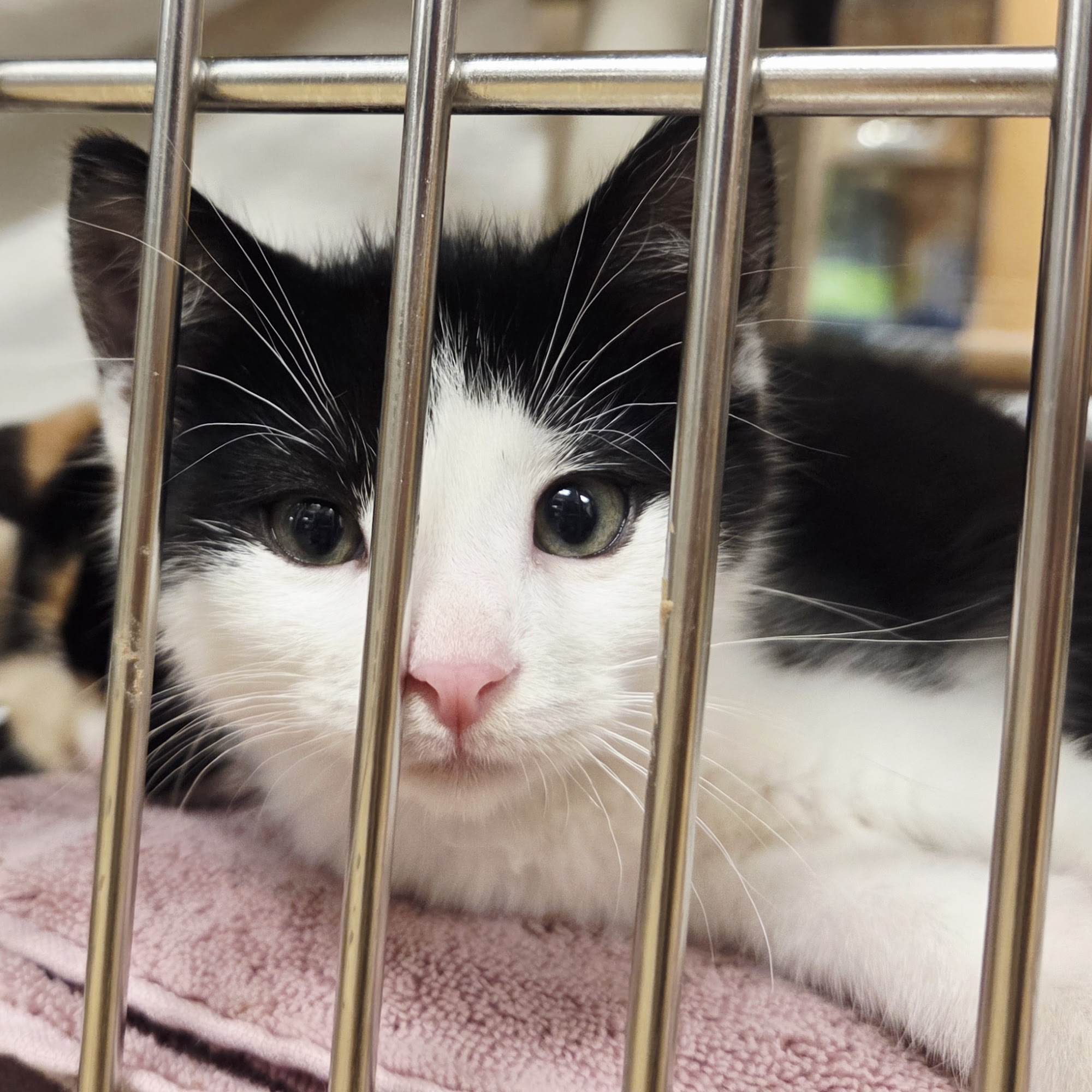 Humane Society of Huron Valley Ann Arbor