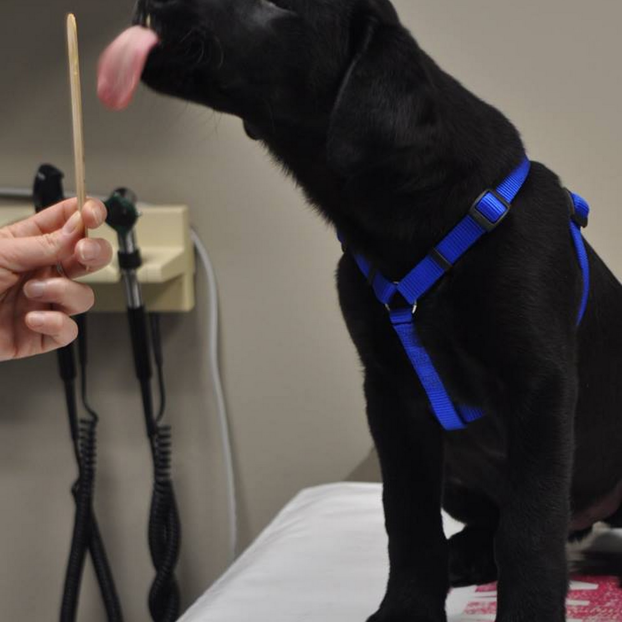 Westarbor Animal Hospital Ann Arbor