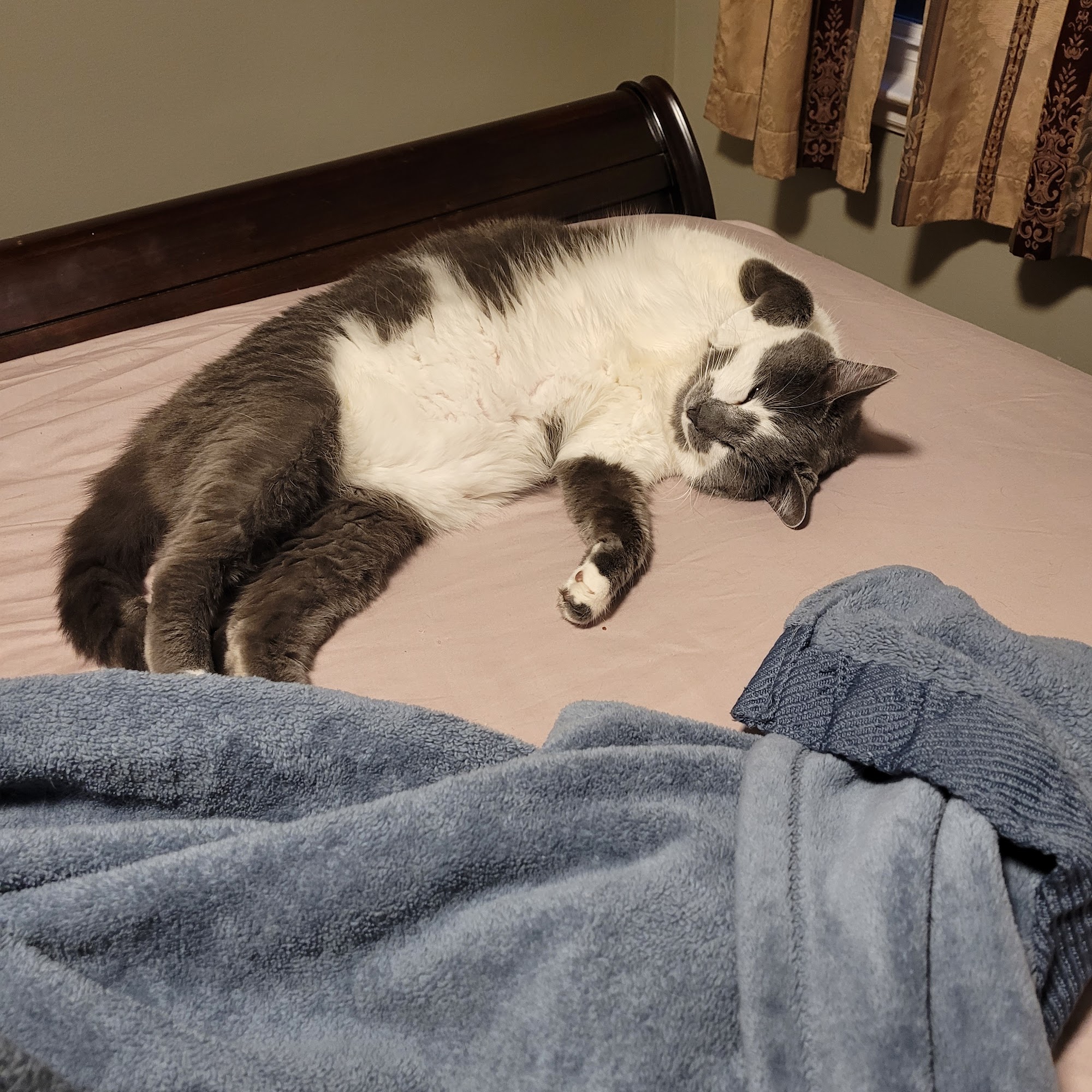 Dixboro Veterinary Dental Ann Arbor