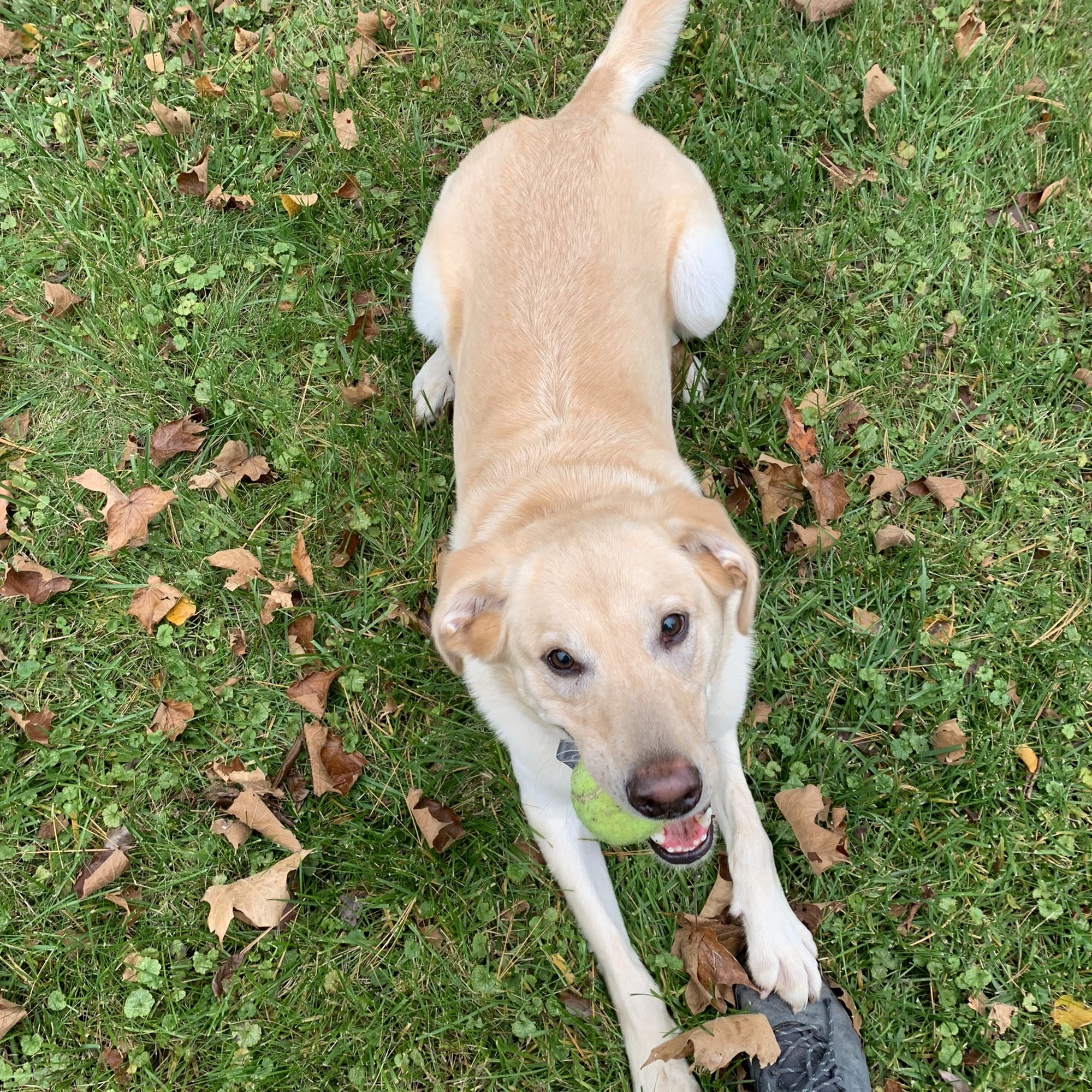 All Creatures Great & Small Ann Arbor