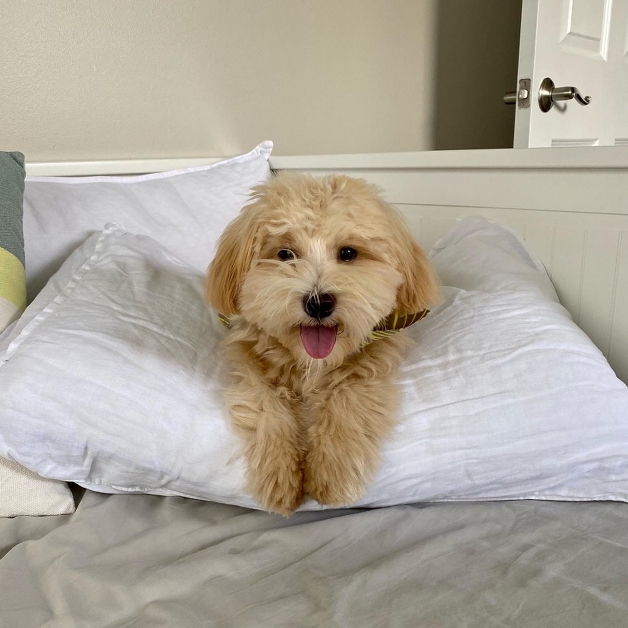 Groom N Go Ann Arbor