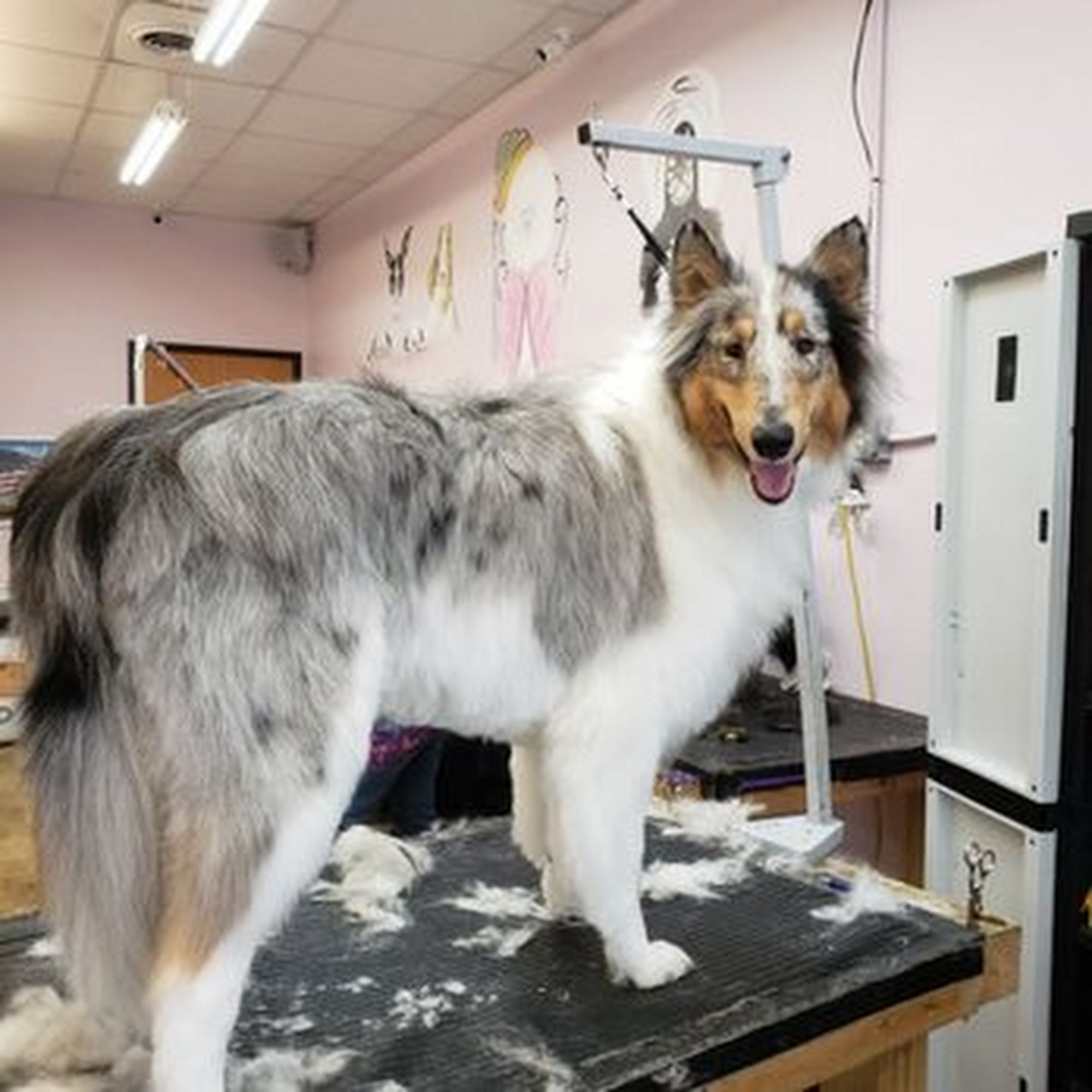 Emmy's Pampered Pooch Auburn Hills