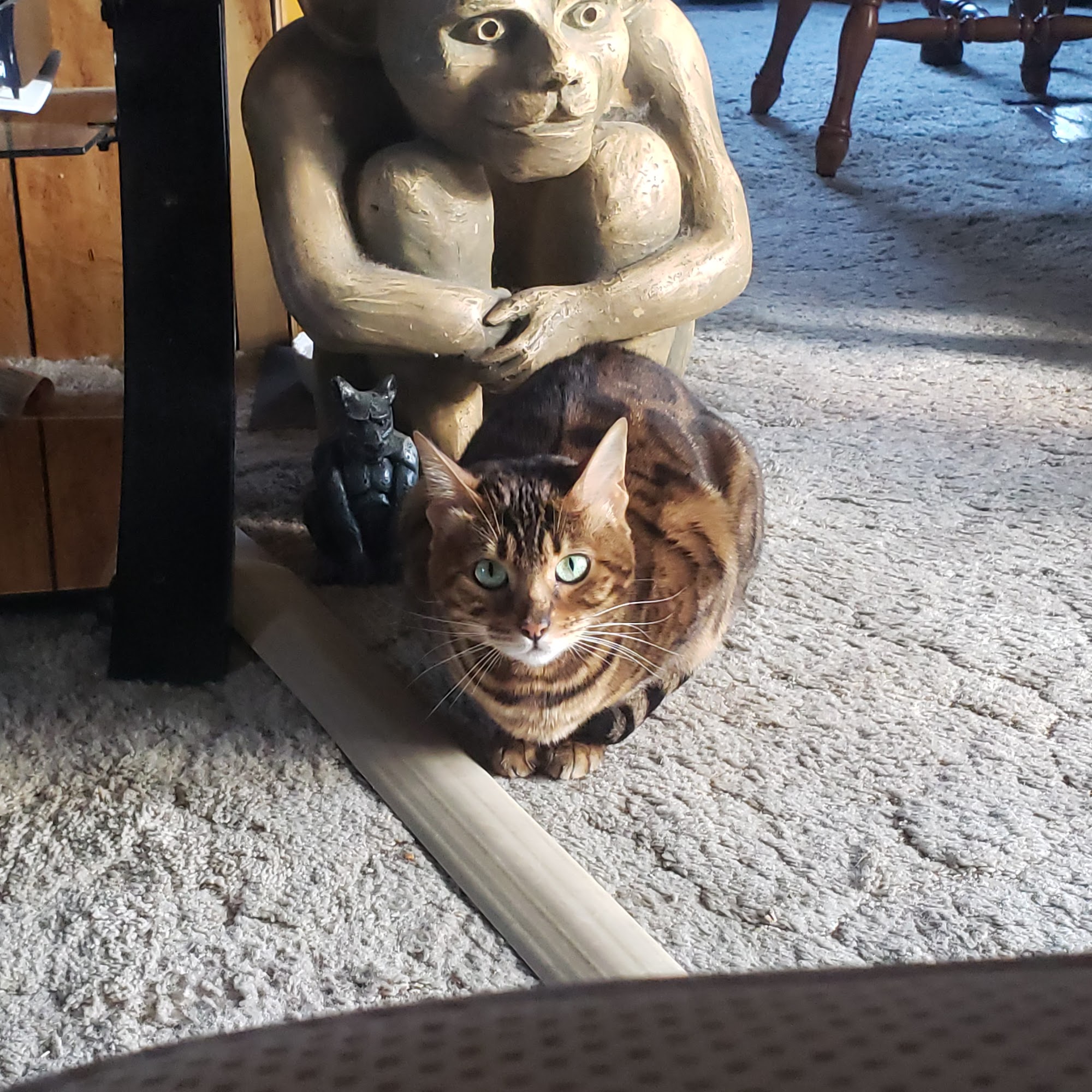 Valley Animal Clinic Auburn