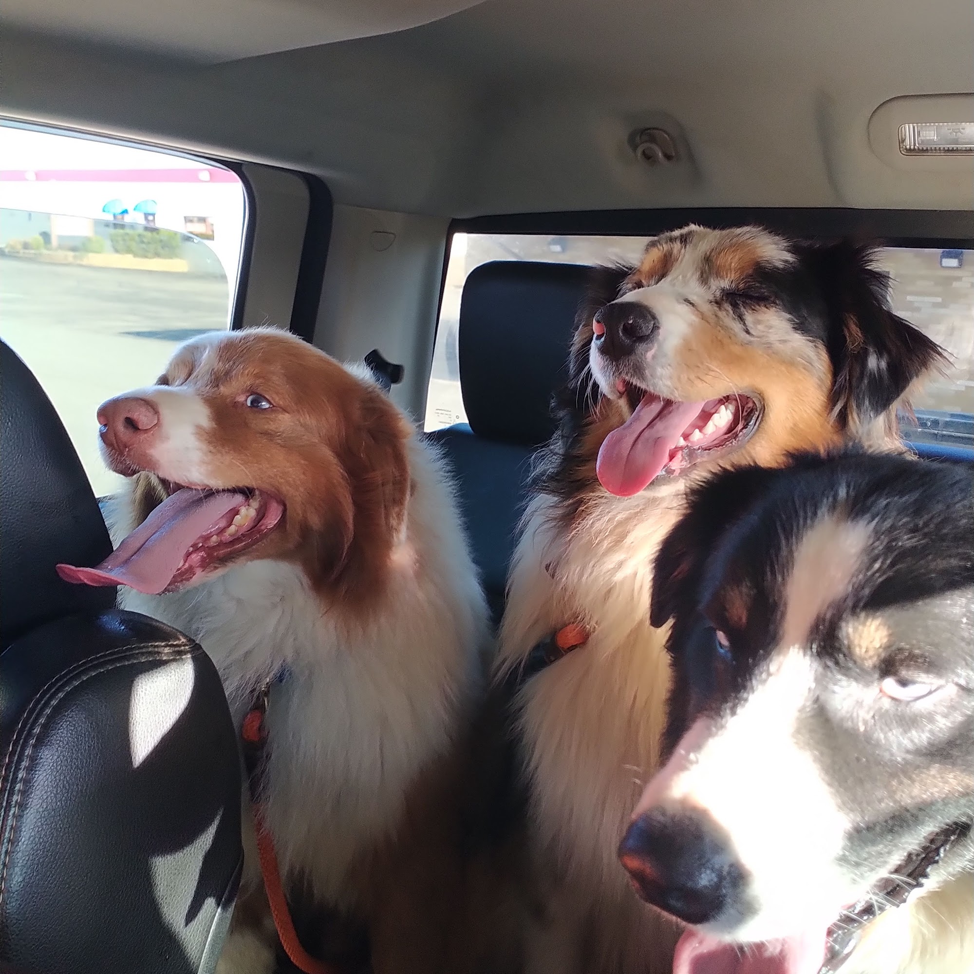 At Your Bark-N-Call Bad Axe