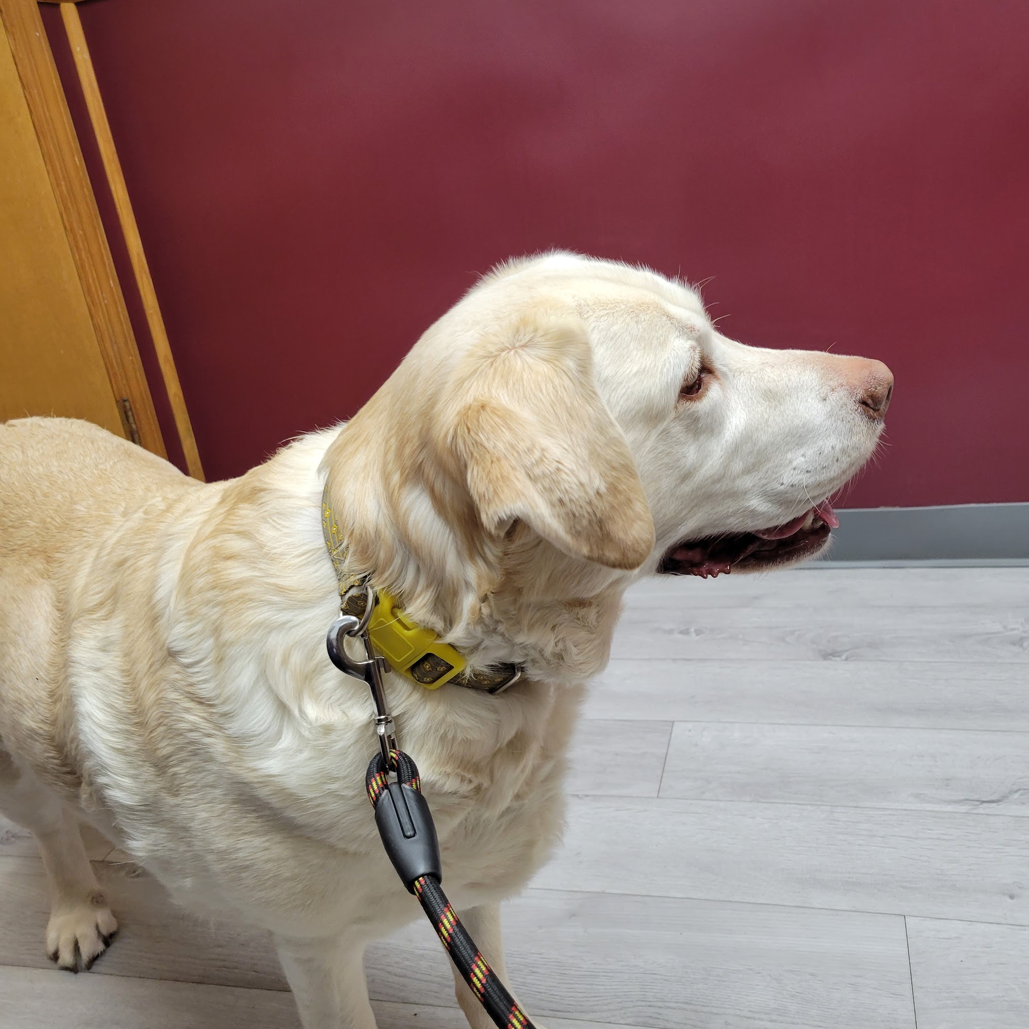 Bangor Veterinary Clinic Bangor