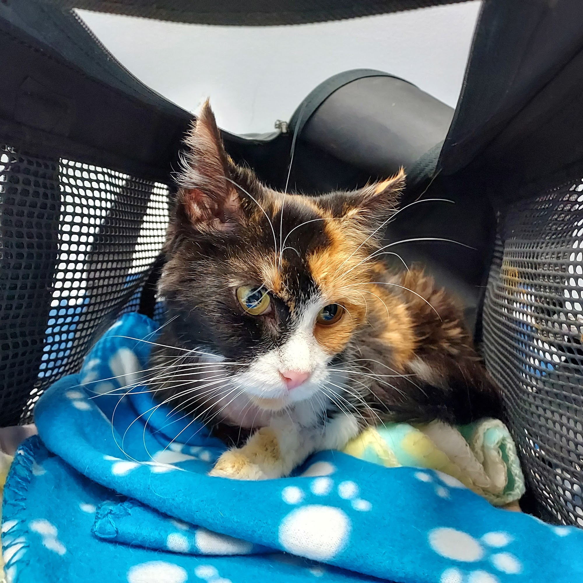 Kaspari Veterinary Clinic Battle Creek