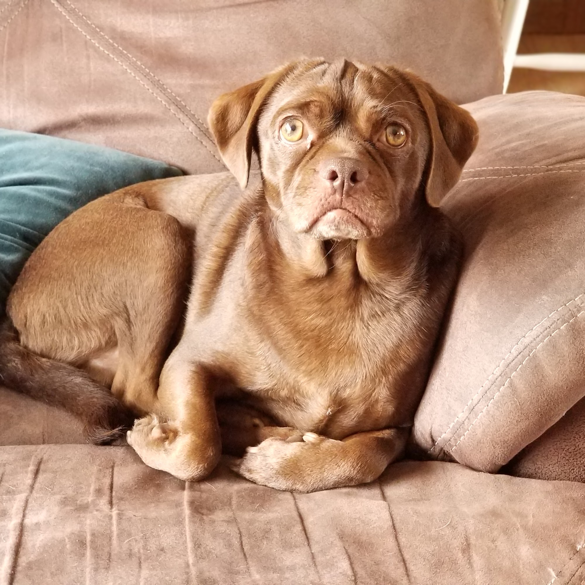 Lakeview Veterinary Clinic Battle Creek