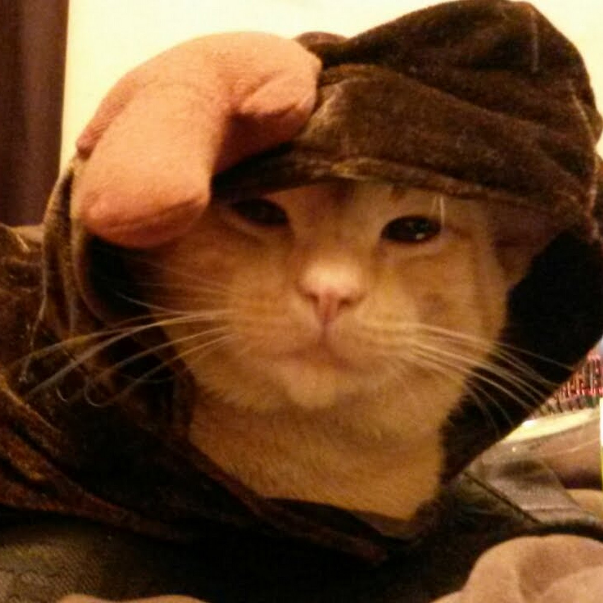 Dickman Road Veterinary Clinic Battle Creek