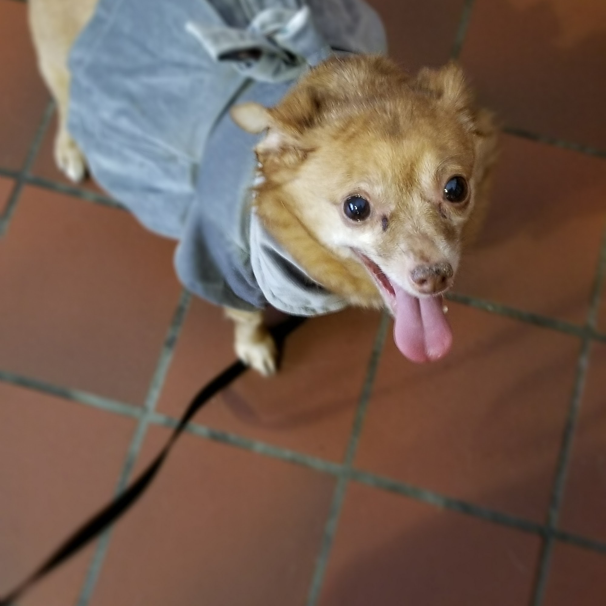 Log Cabin Animal Hospital Battle Creek