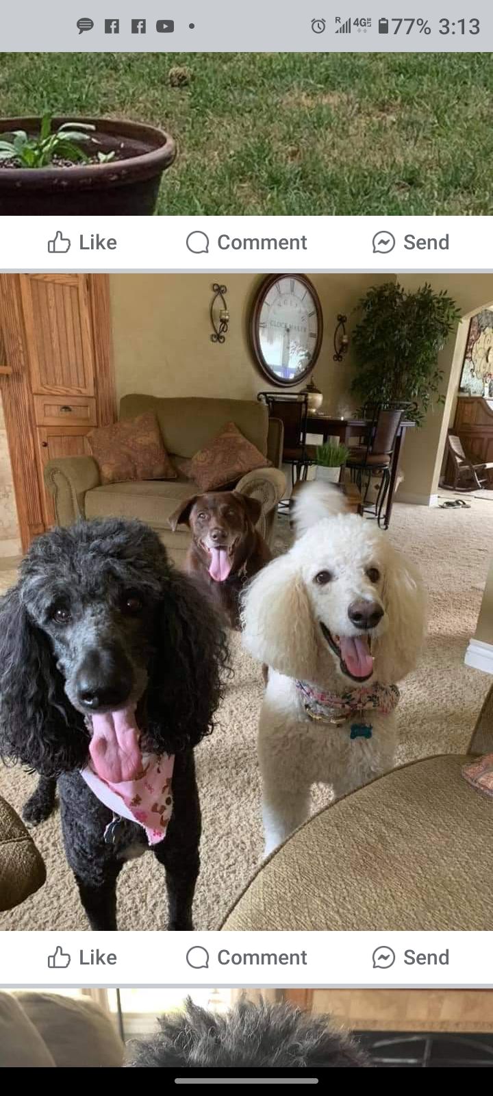 The Poodle Pyle