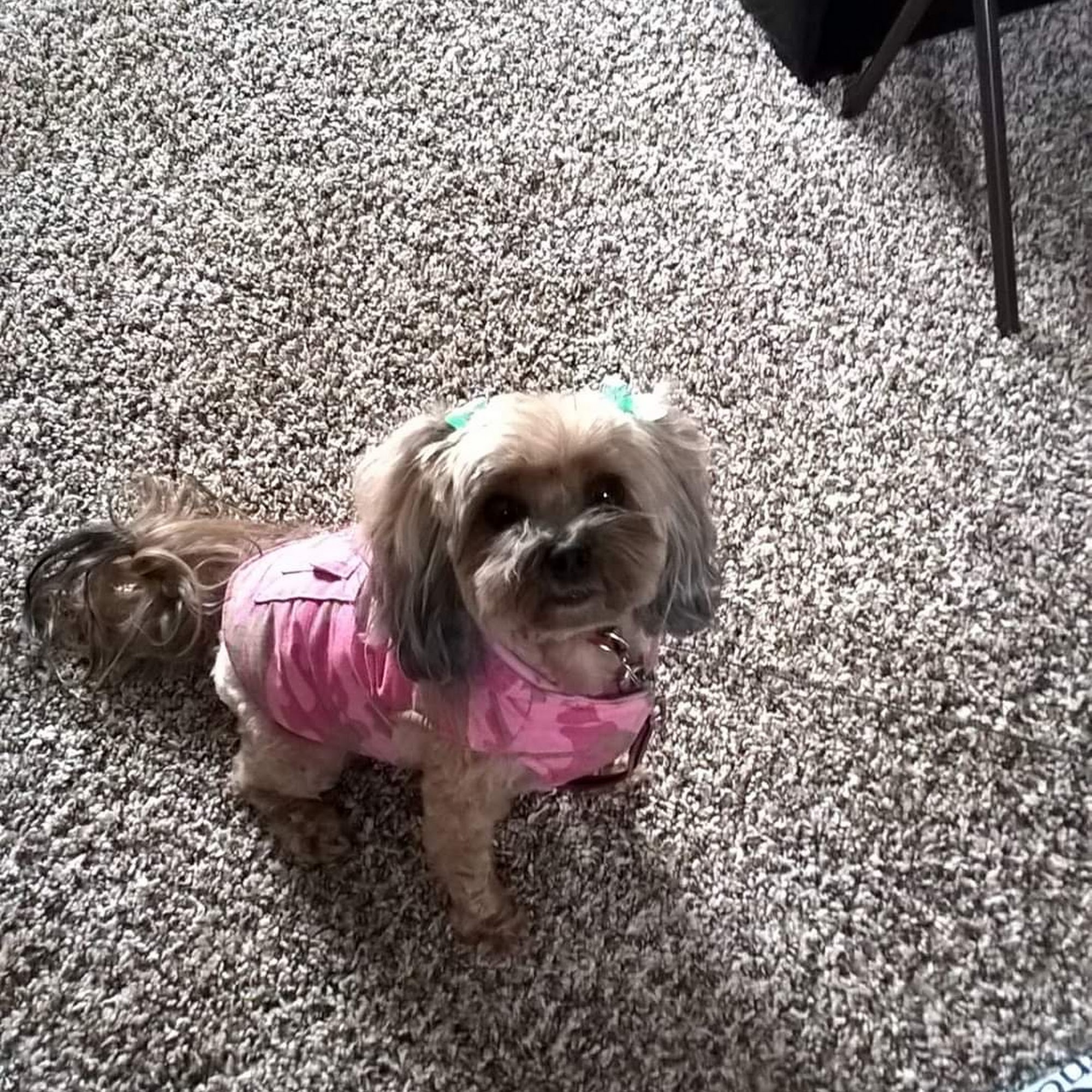 The Poodle Pyle Battle Creek