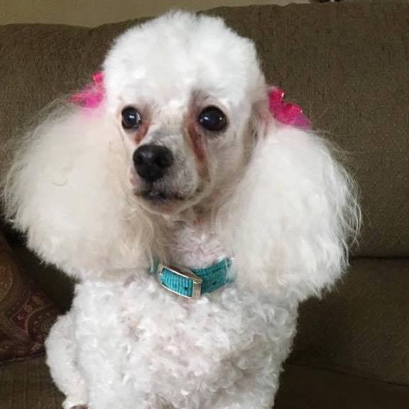 The Poodle Pyle
