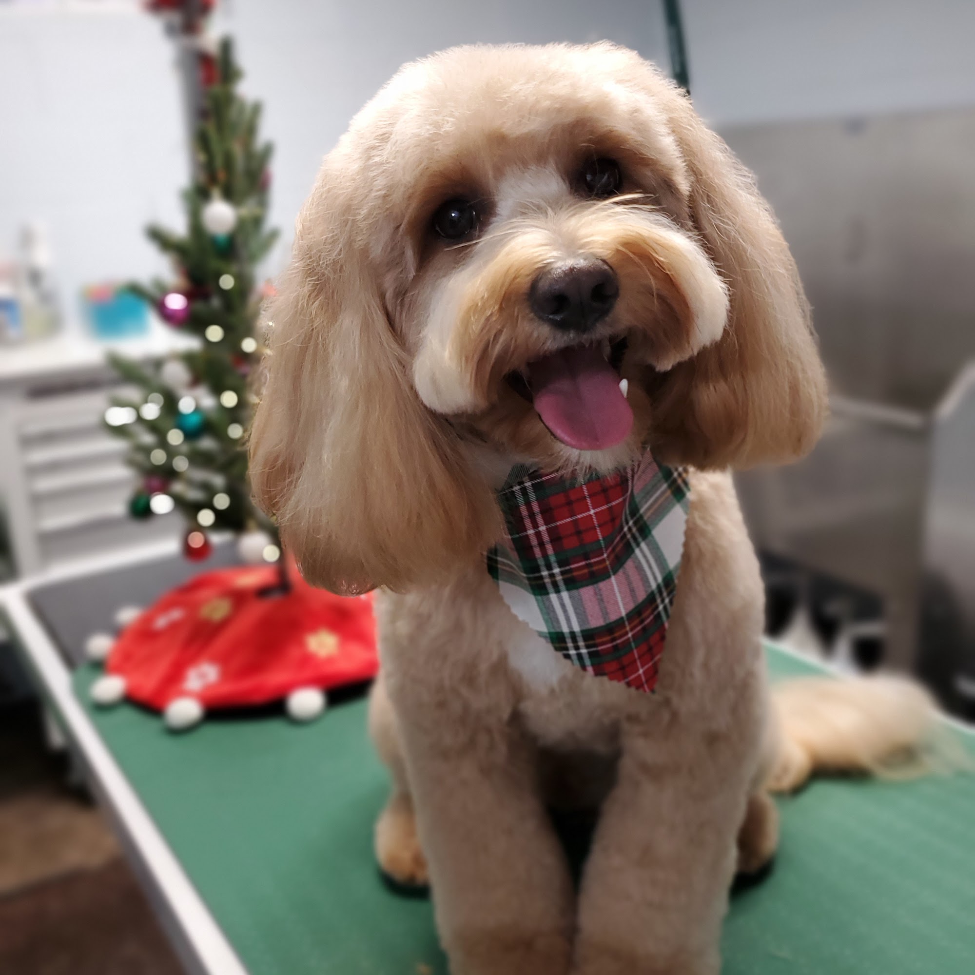 Pawsitively Fetching Battle Creek