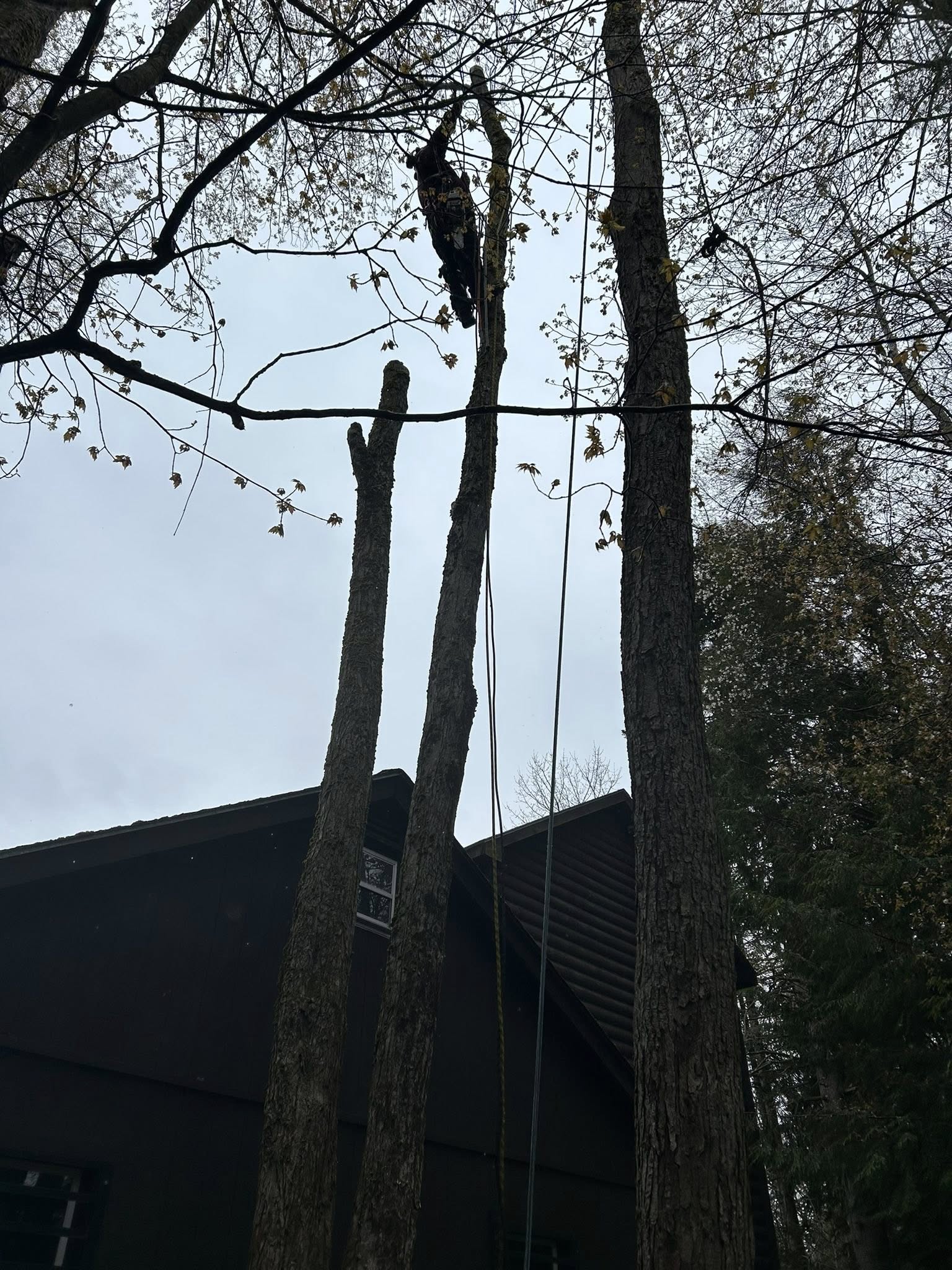 R & S Tree Service 11870 Calender Rd, Battle Creek Michigan 49014
