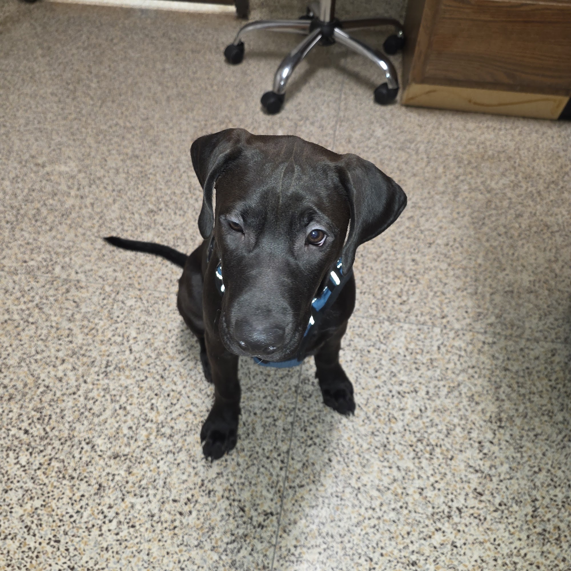 Bay Valley Animal Hospital Bay City