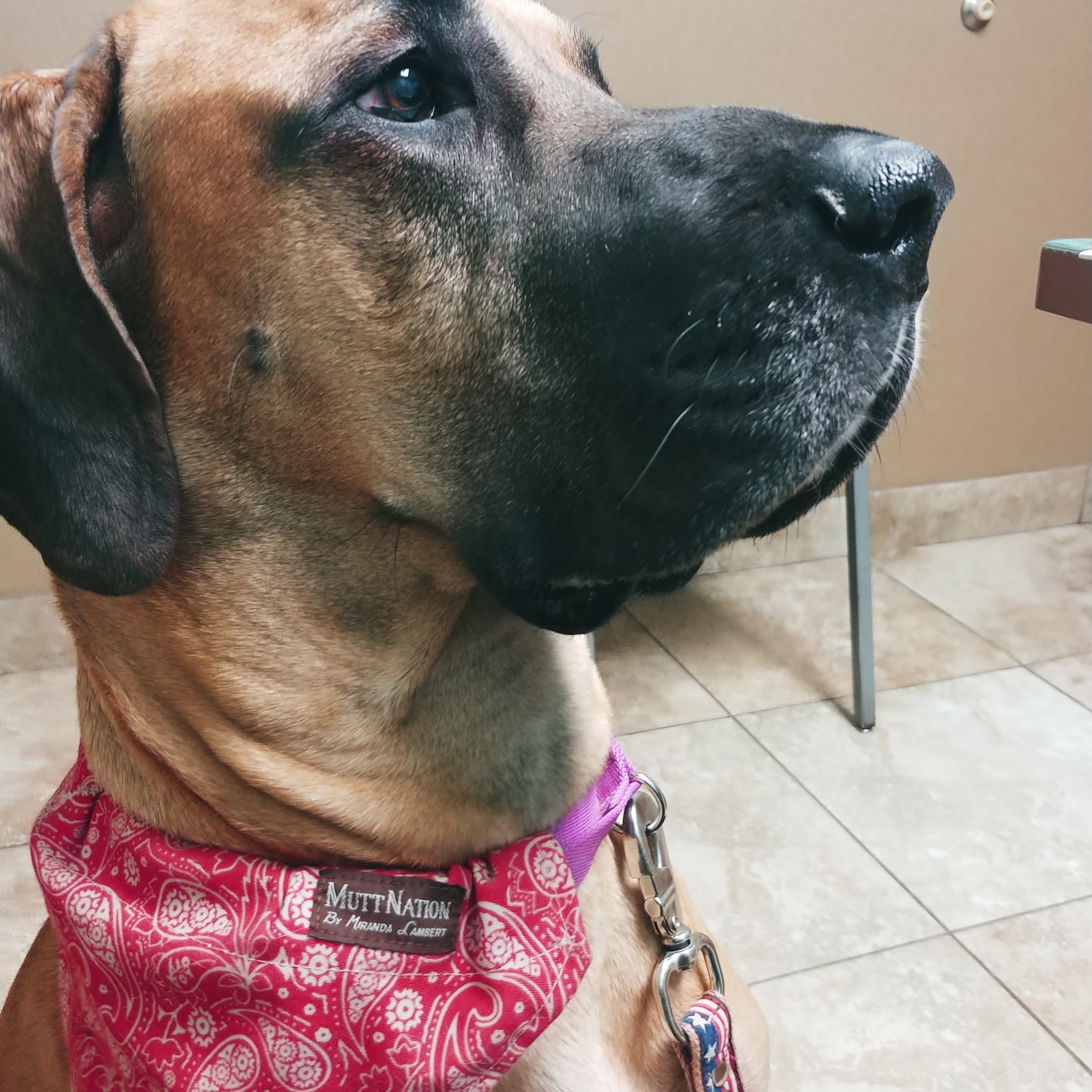 Bangor Veterinary Clinic Bay City