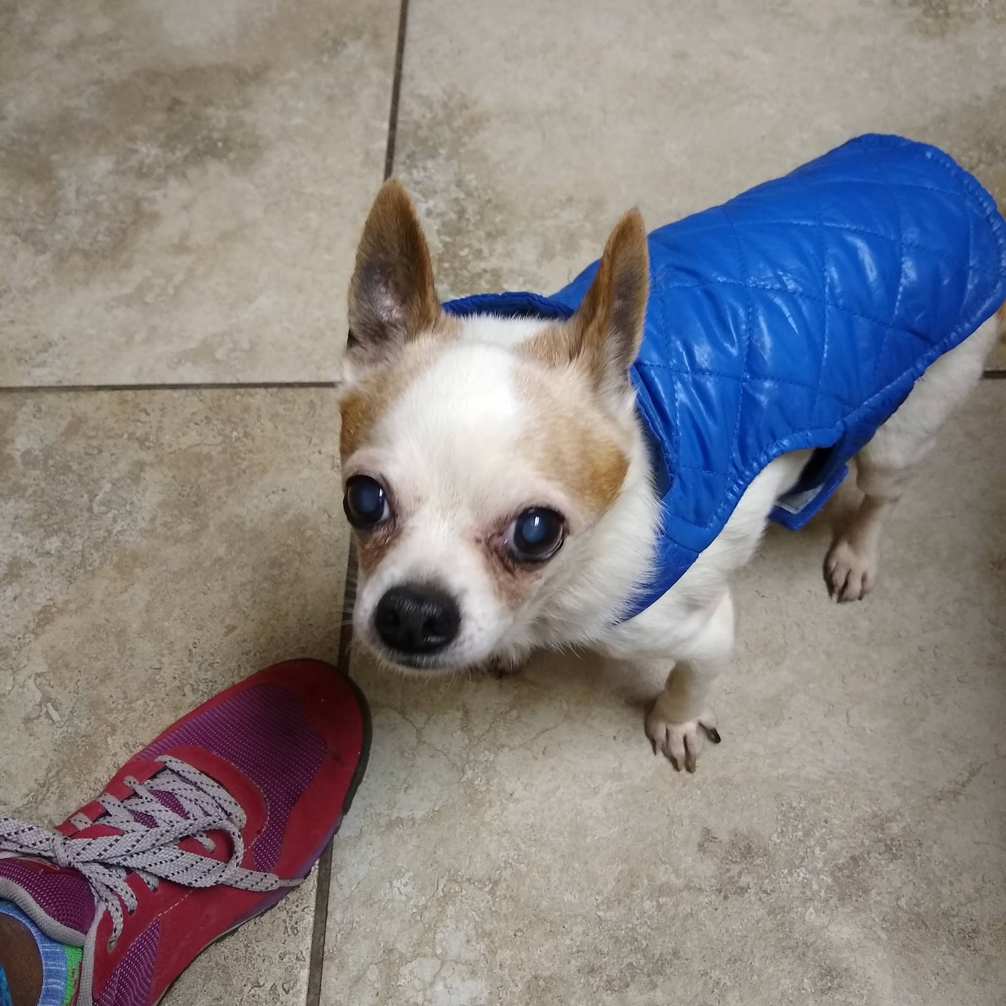 Shorkey, Kay L DVM Bay City