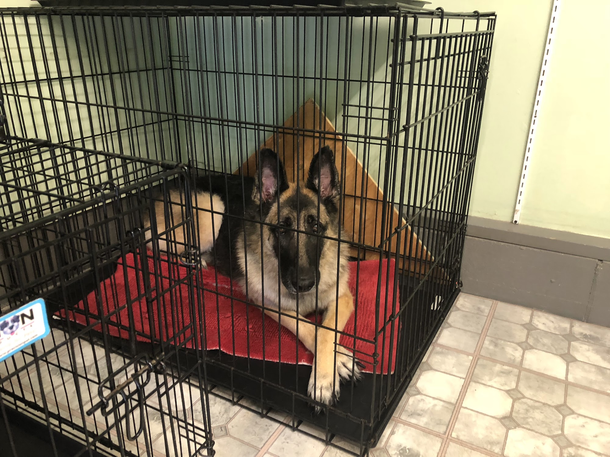 Spoiled Brats Pet Grooming Bellaire