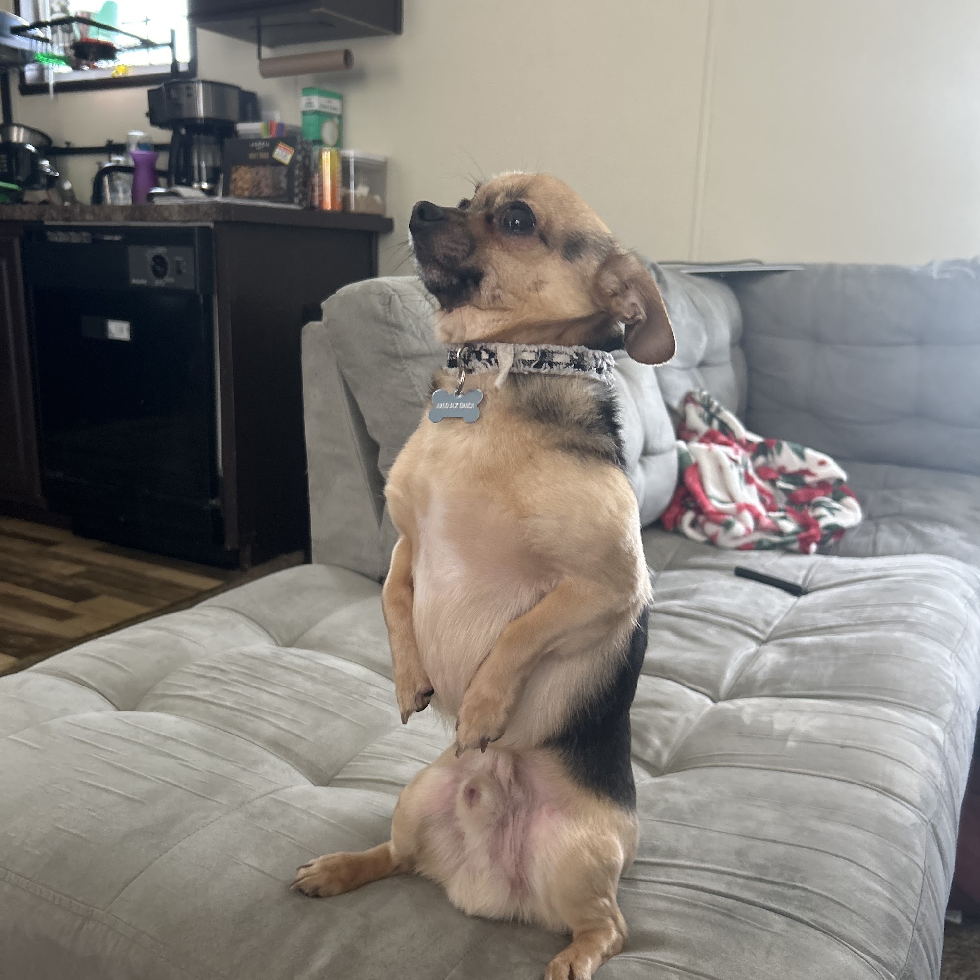 Main Street Pups Belleville