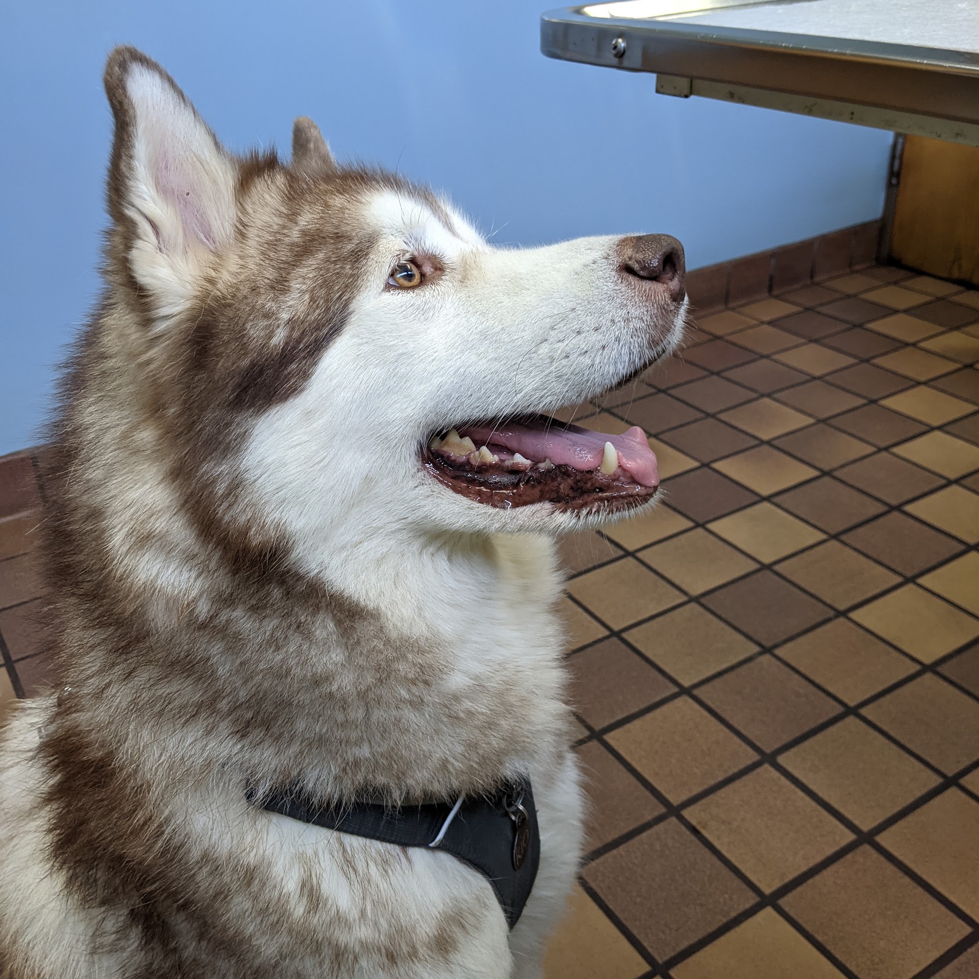 Great Lakes Hospital for Animals Belmont